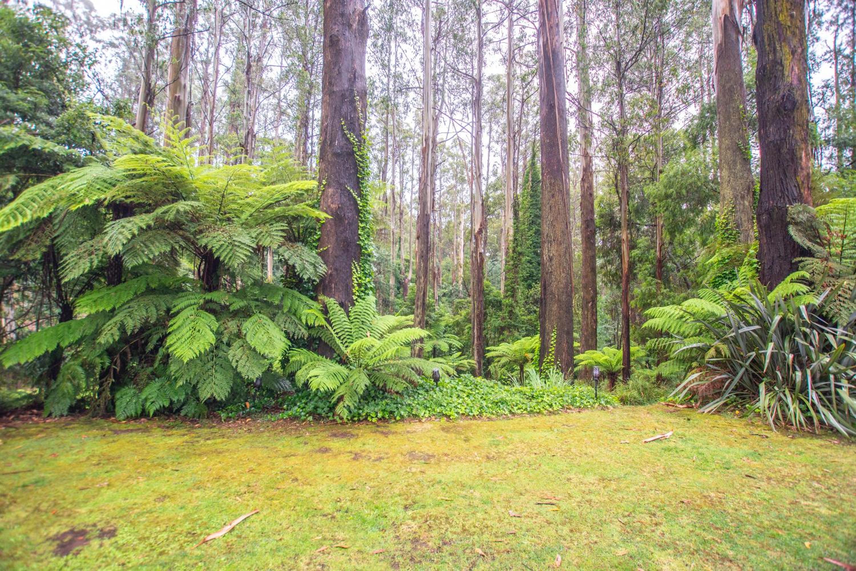 The Fernglen Forest Retreat