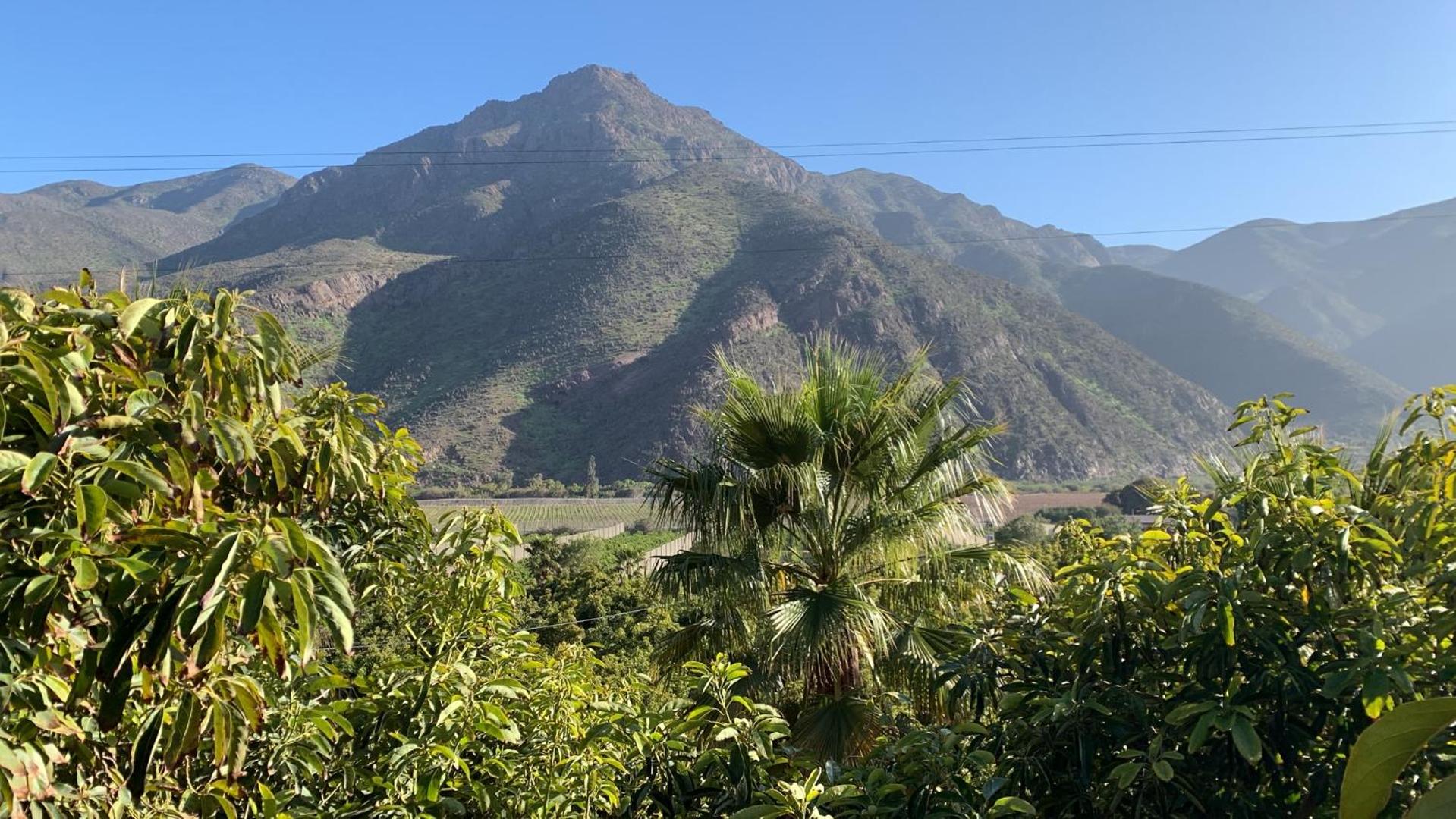 Elqui Valley Avocado Farm