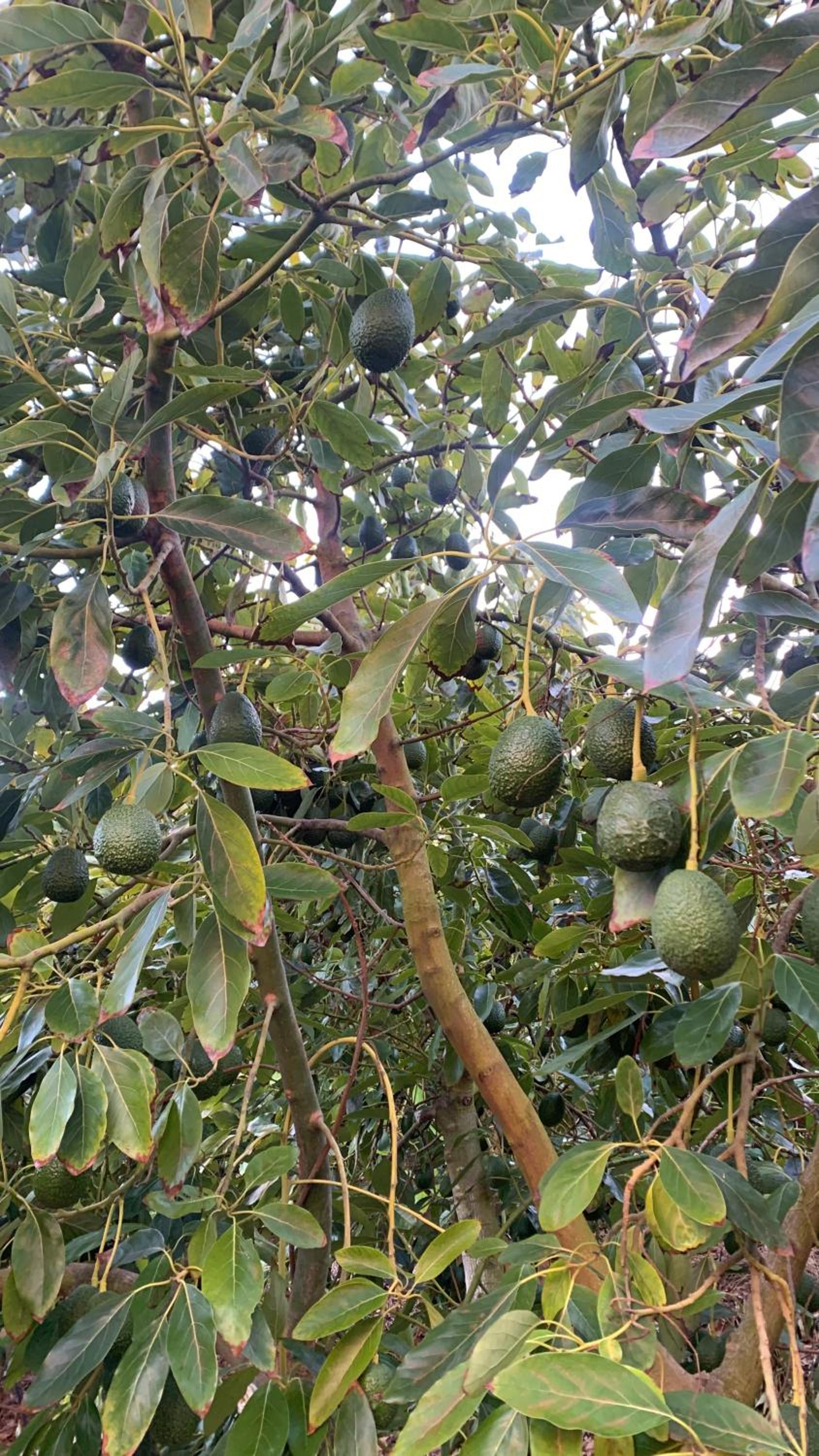 Elqui Valley Avocado Farm