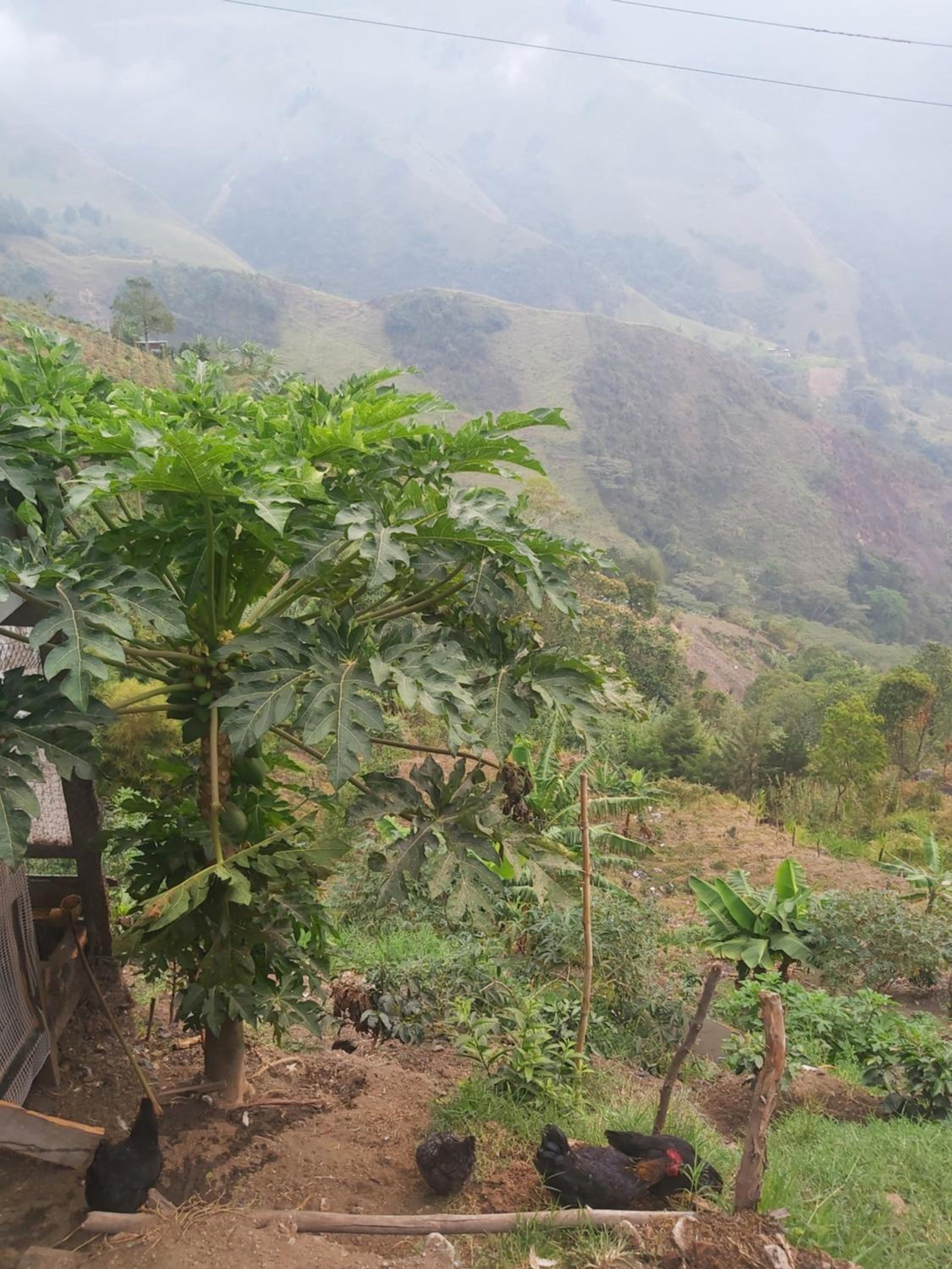 Finca La Gabriela
