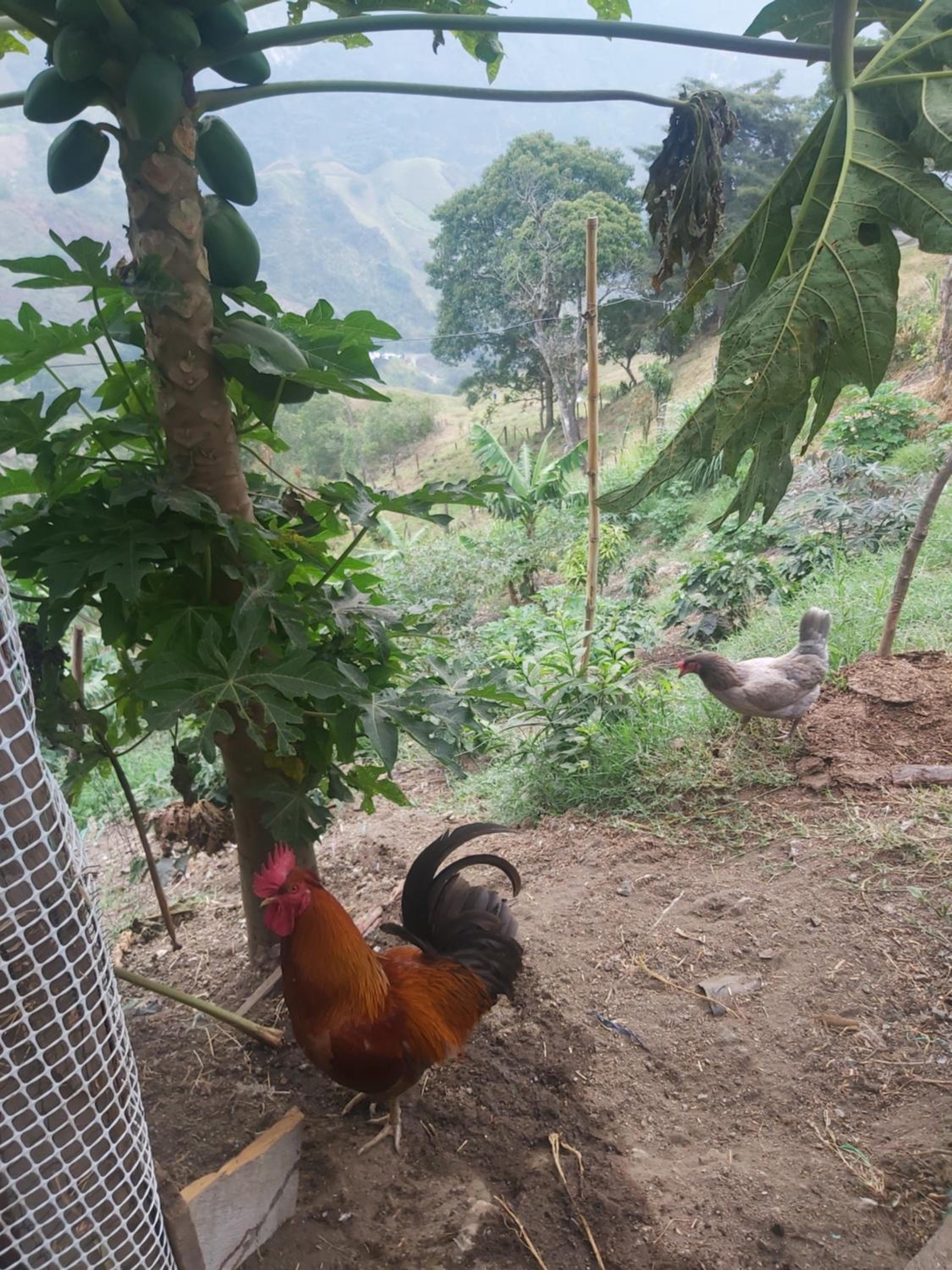 Finca La Gabriela