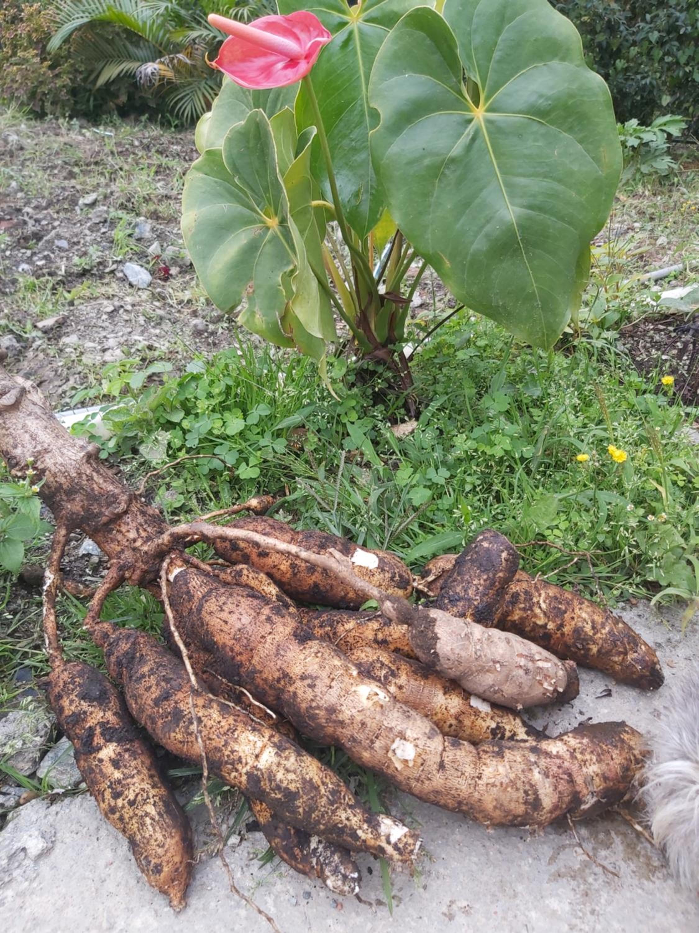 Finca La Gabriela