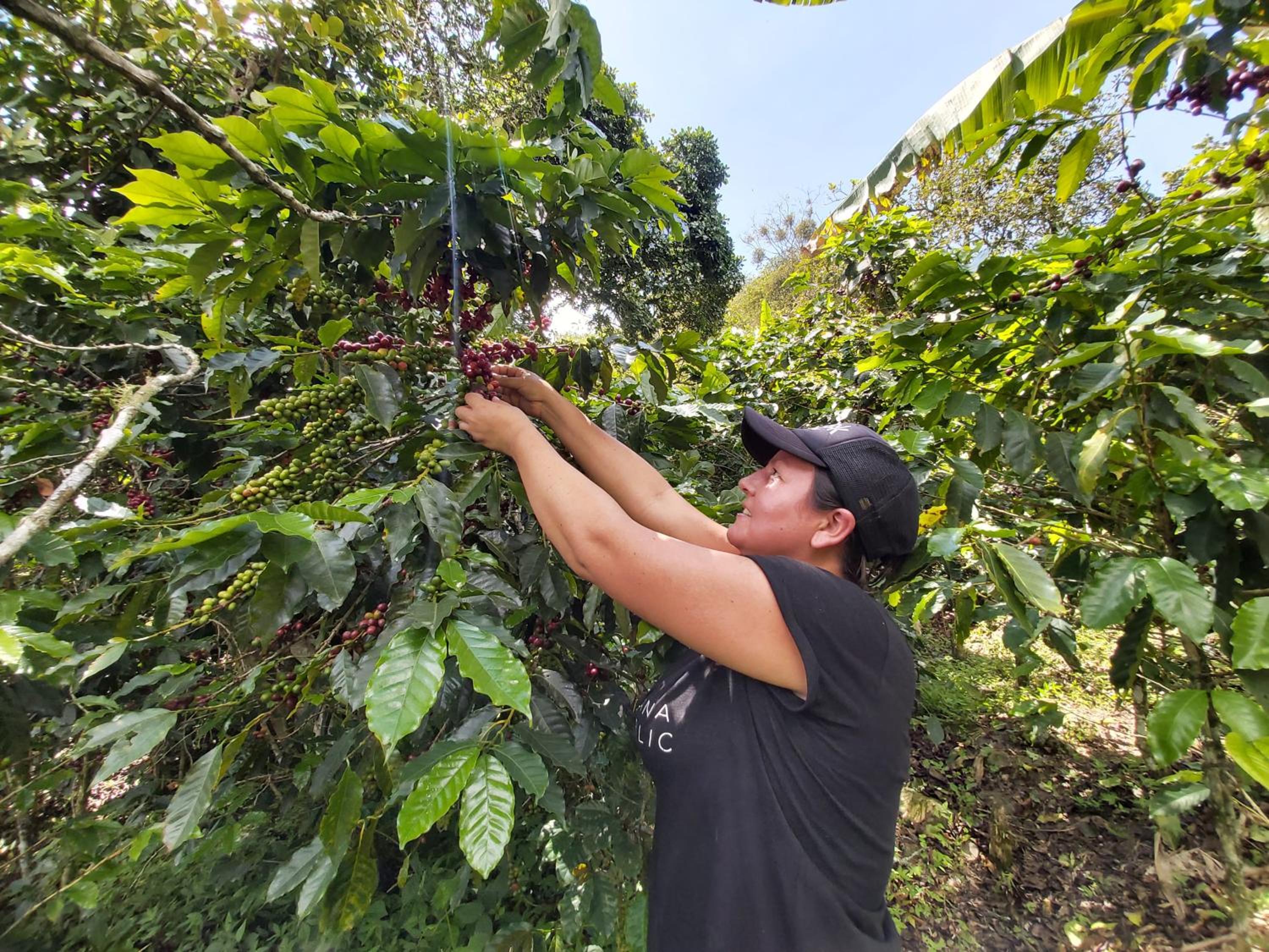 Finca La Gabriela