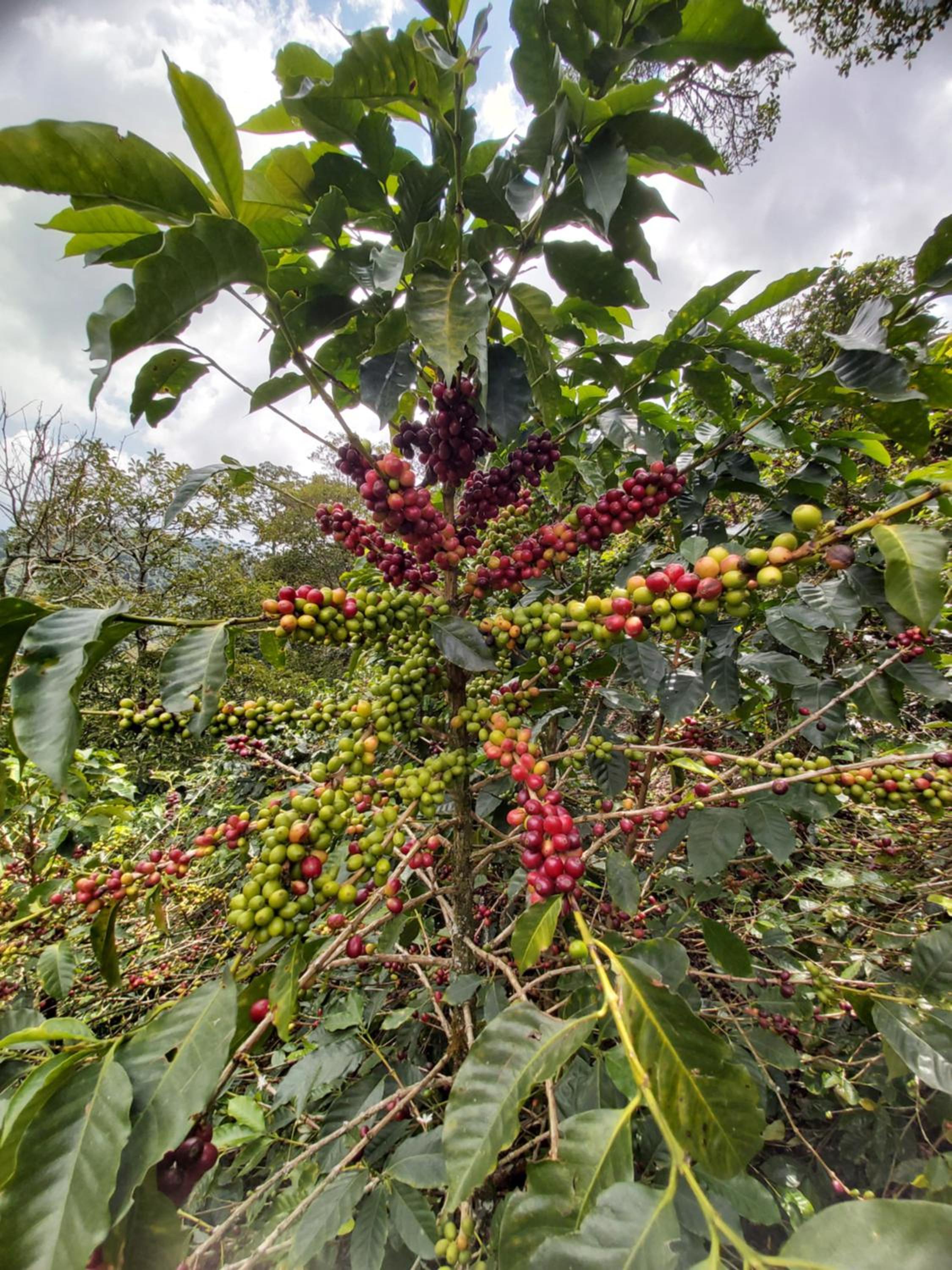 Finca La Gabriela