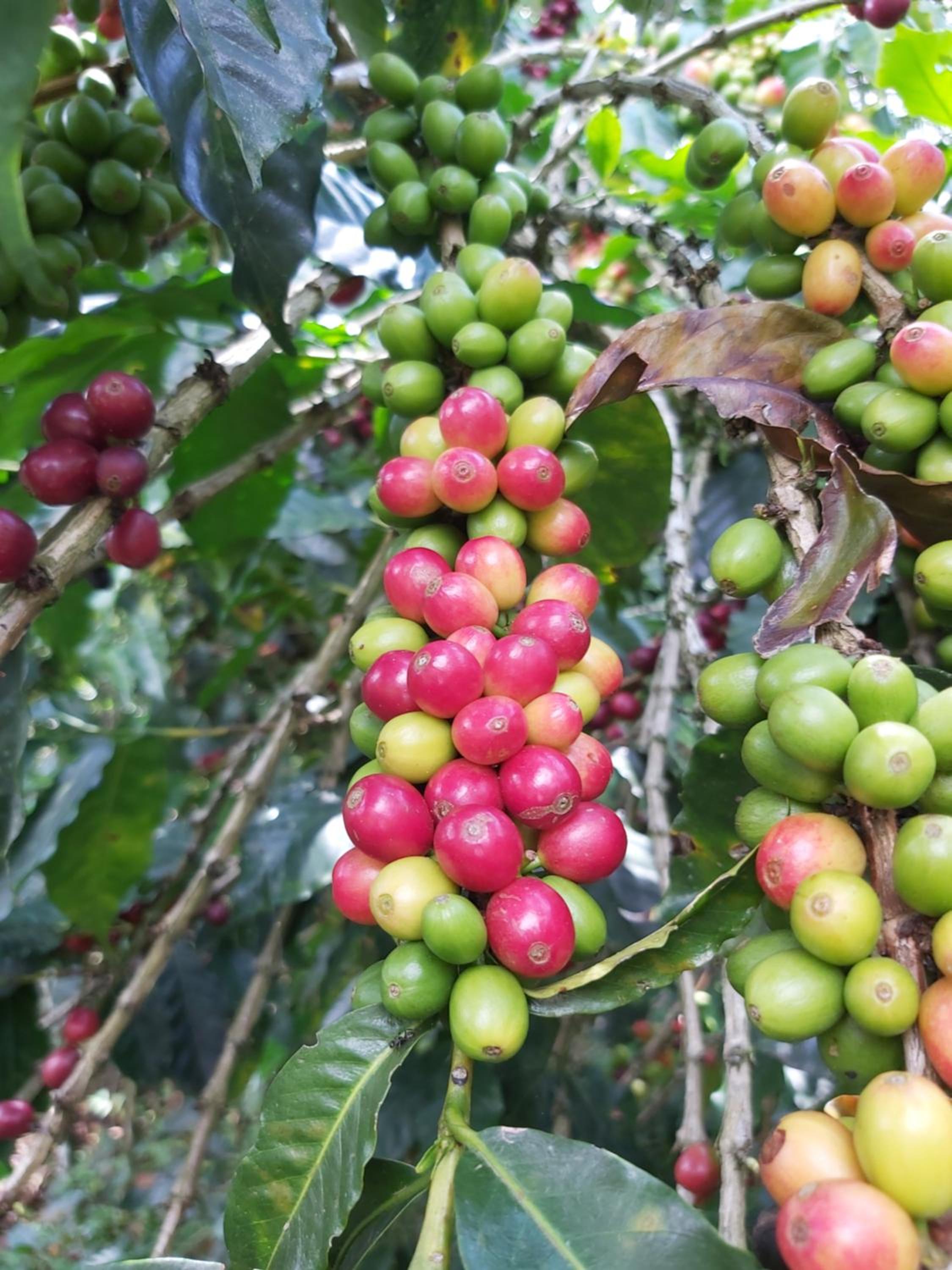 Finca La Gabriela
