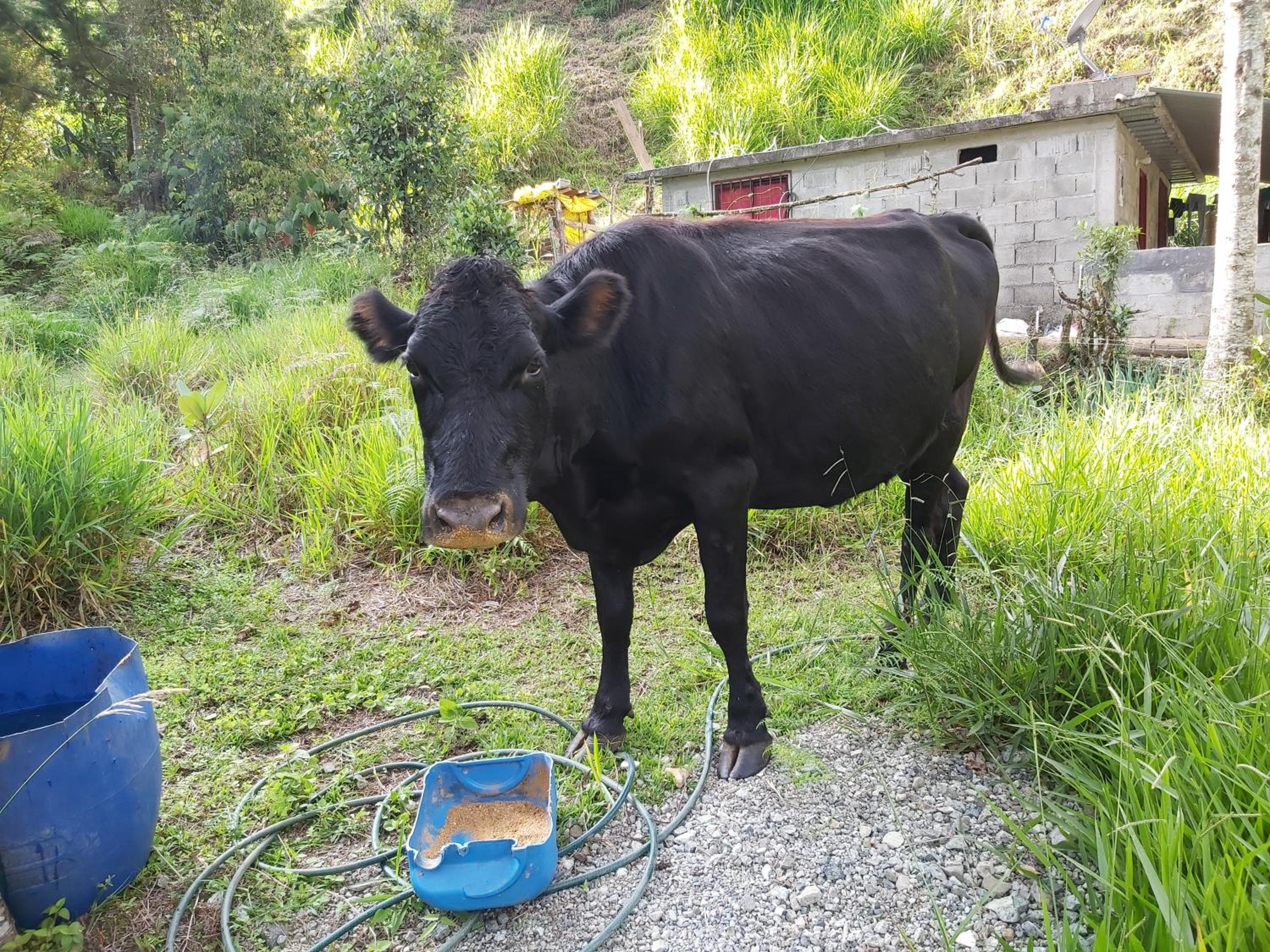 Finca La Gabriela