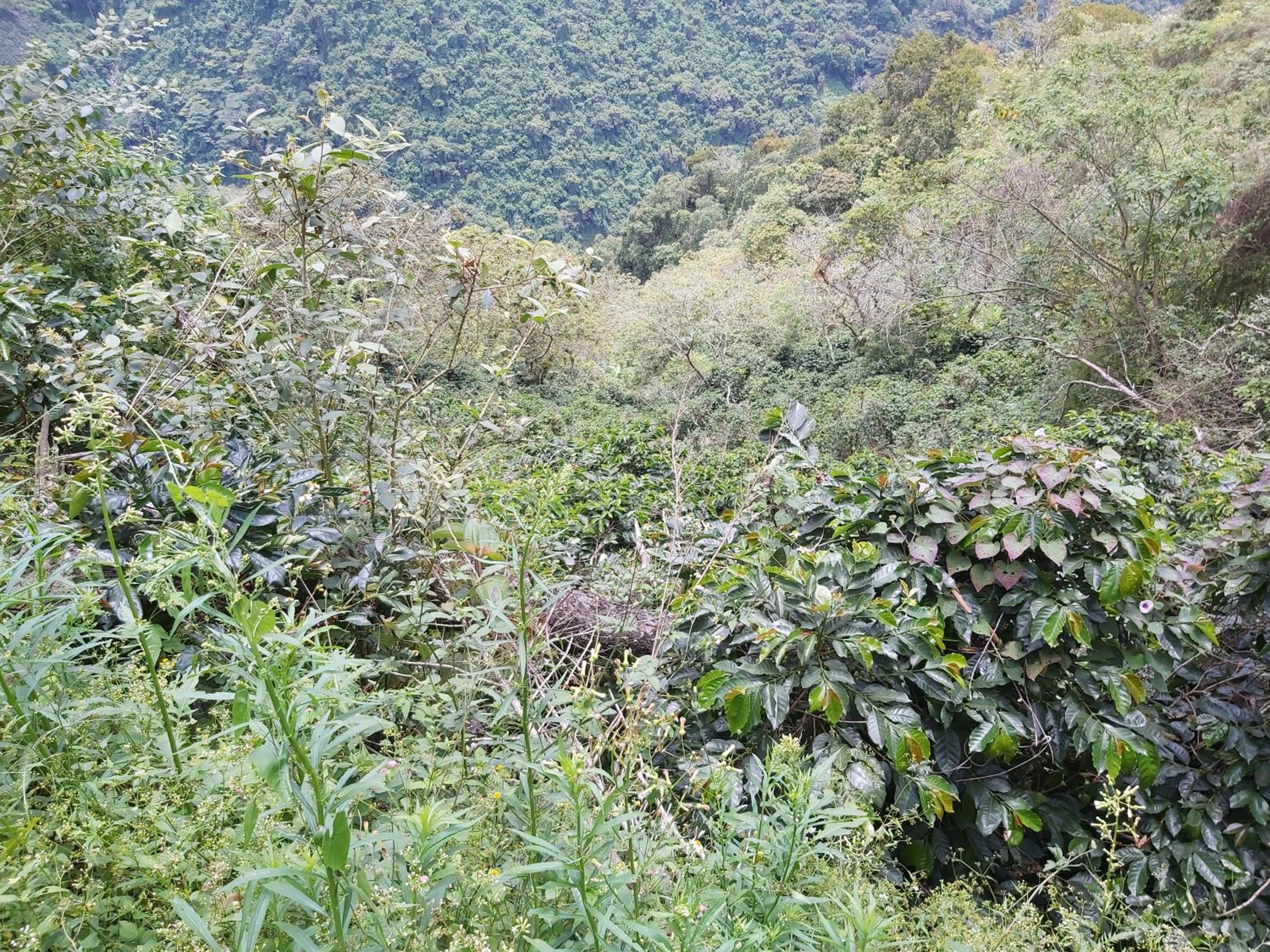 Finca La Gabriela