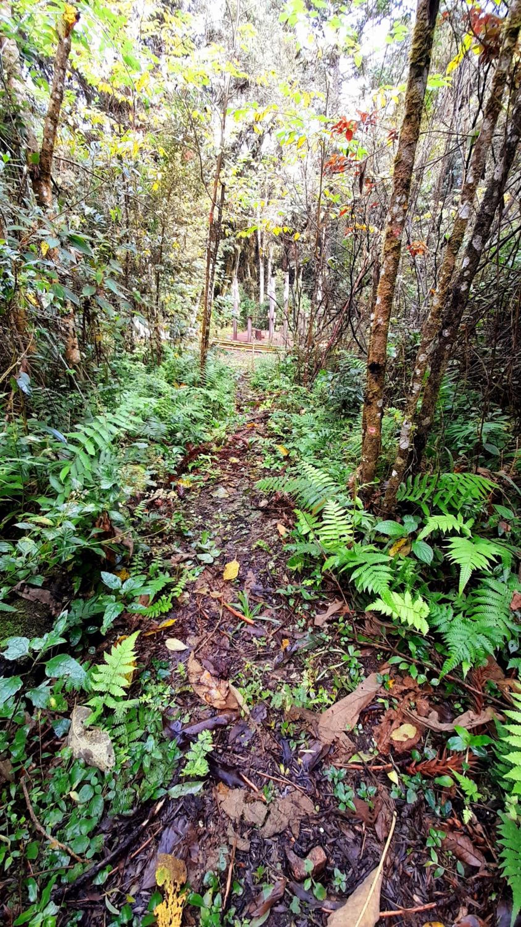 Bosque Contêiner Eco Guaricana