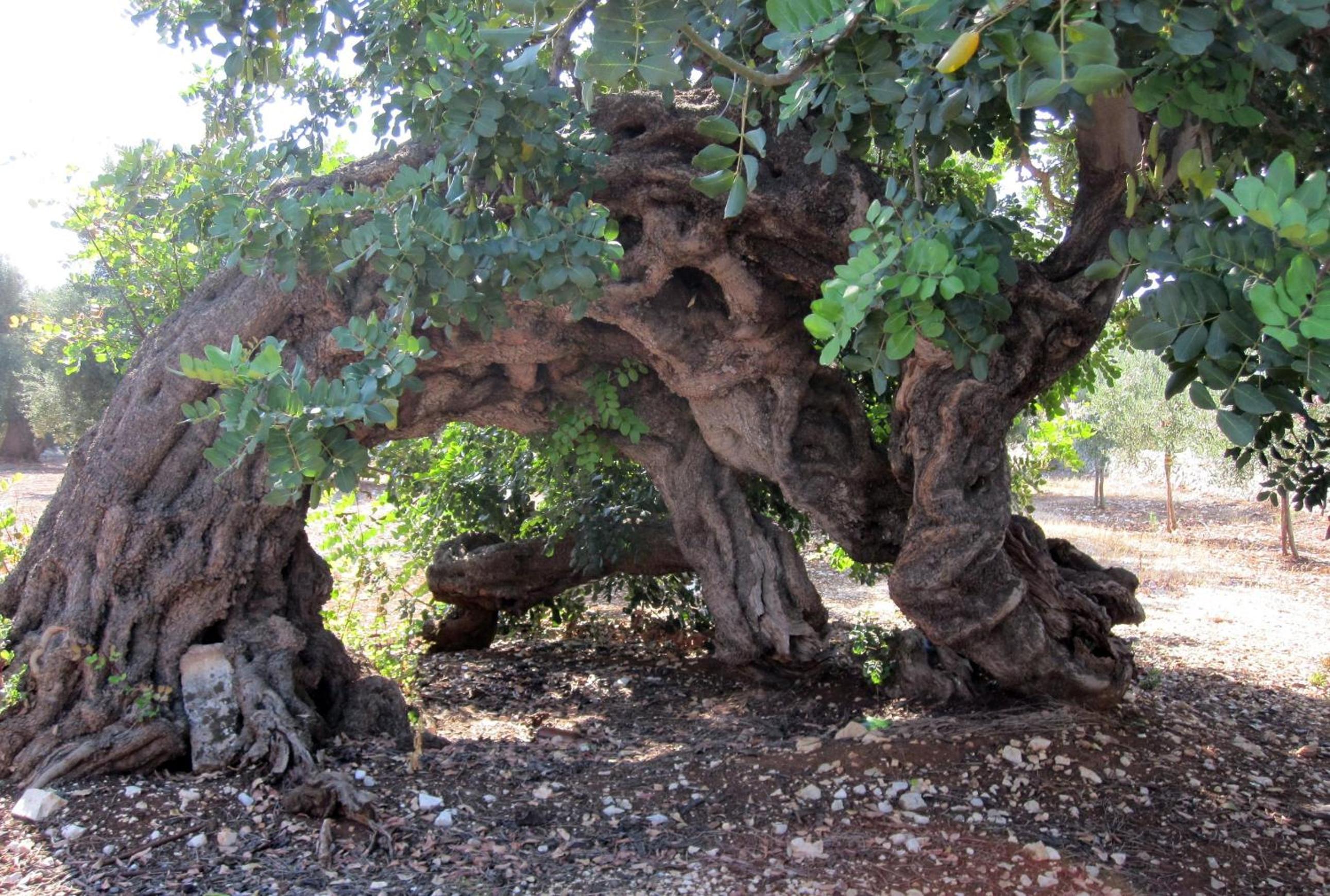 Masseria Don Sante