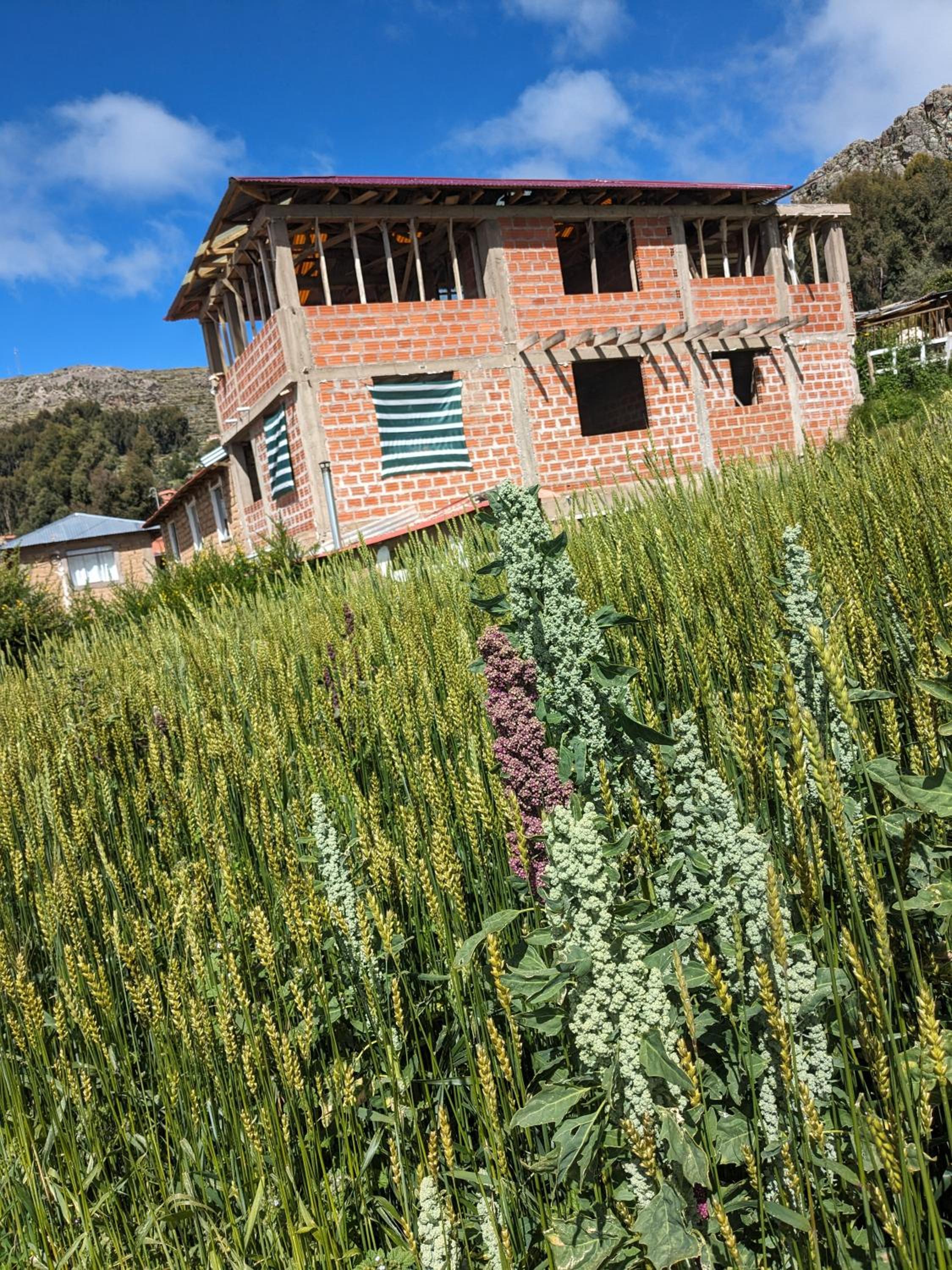 Wayki Amantani Homestay