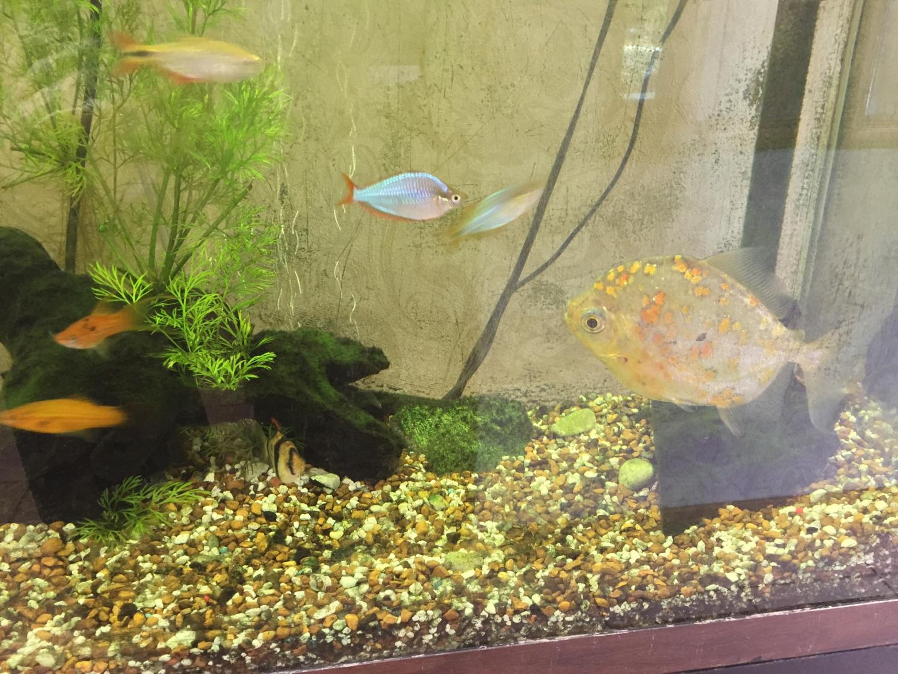 Brattleboro Vacations - The Black Mountain Inn - Property Image 77