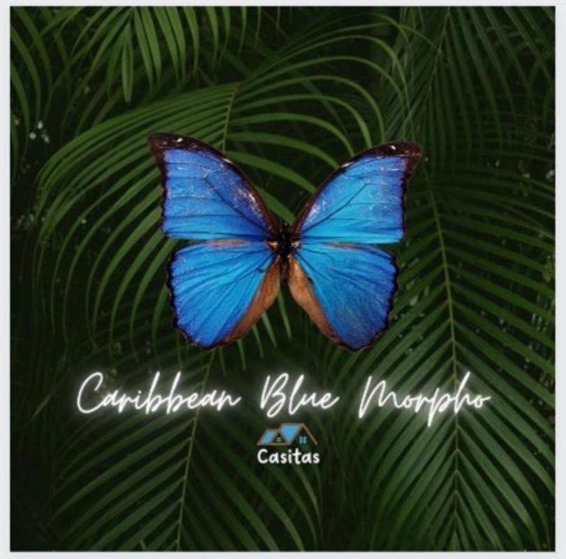 Caribbean Blue Morpho Casitas