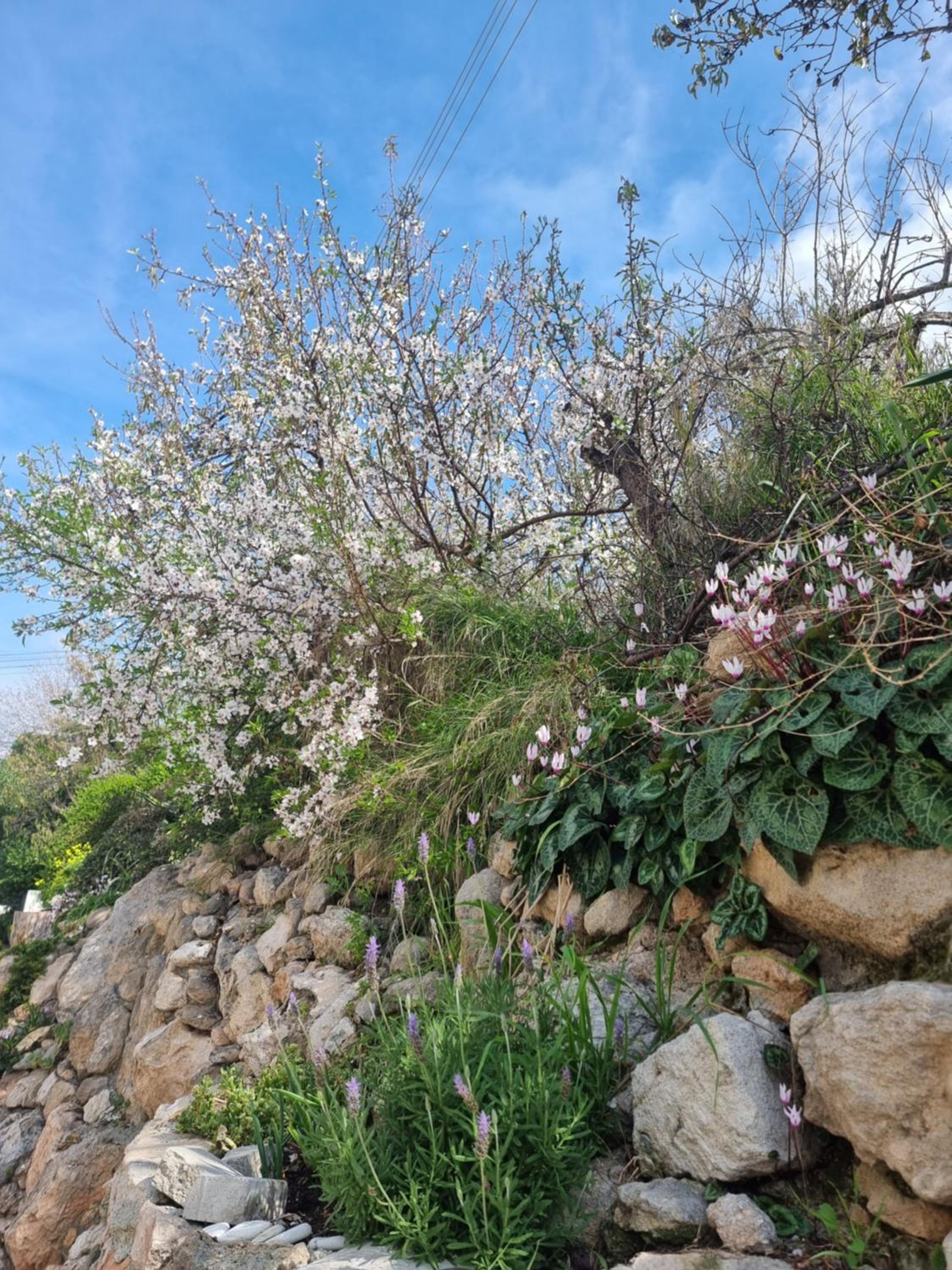 MEDITERRANEAN VALLEY