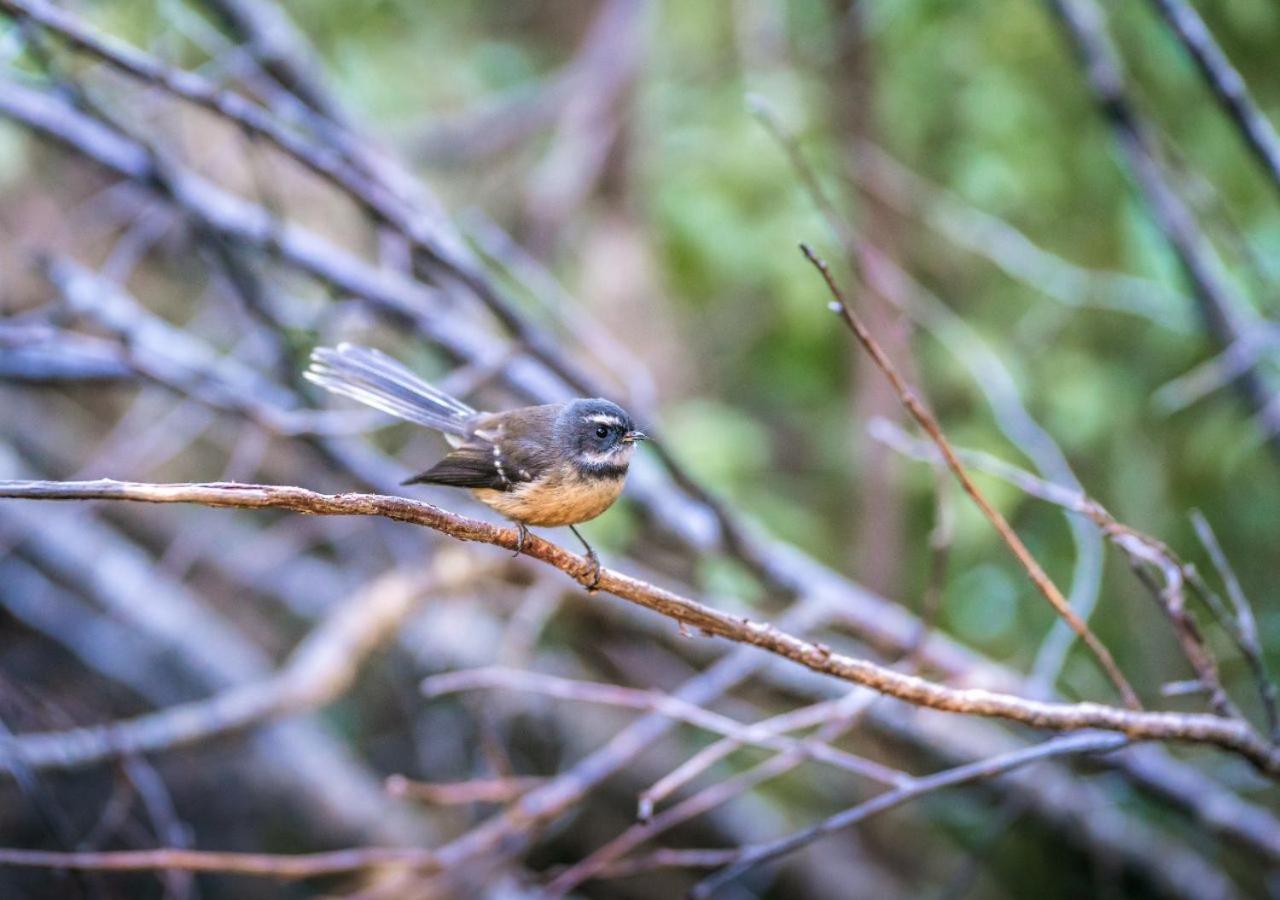 Mākoha PurePod