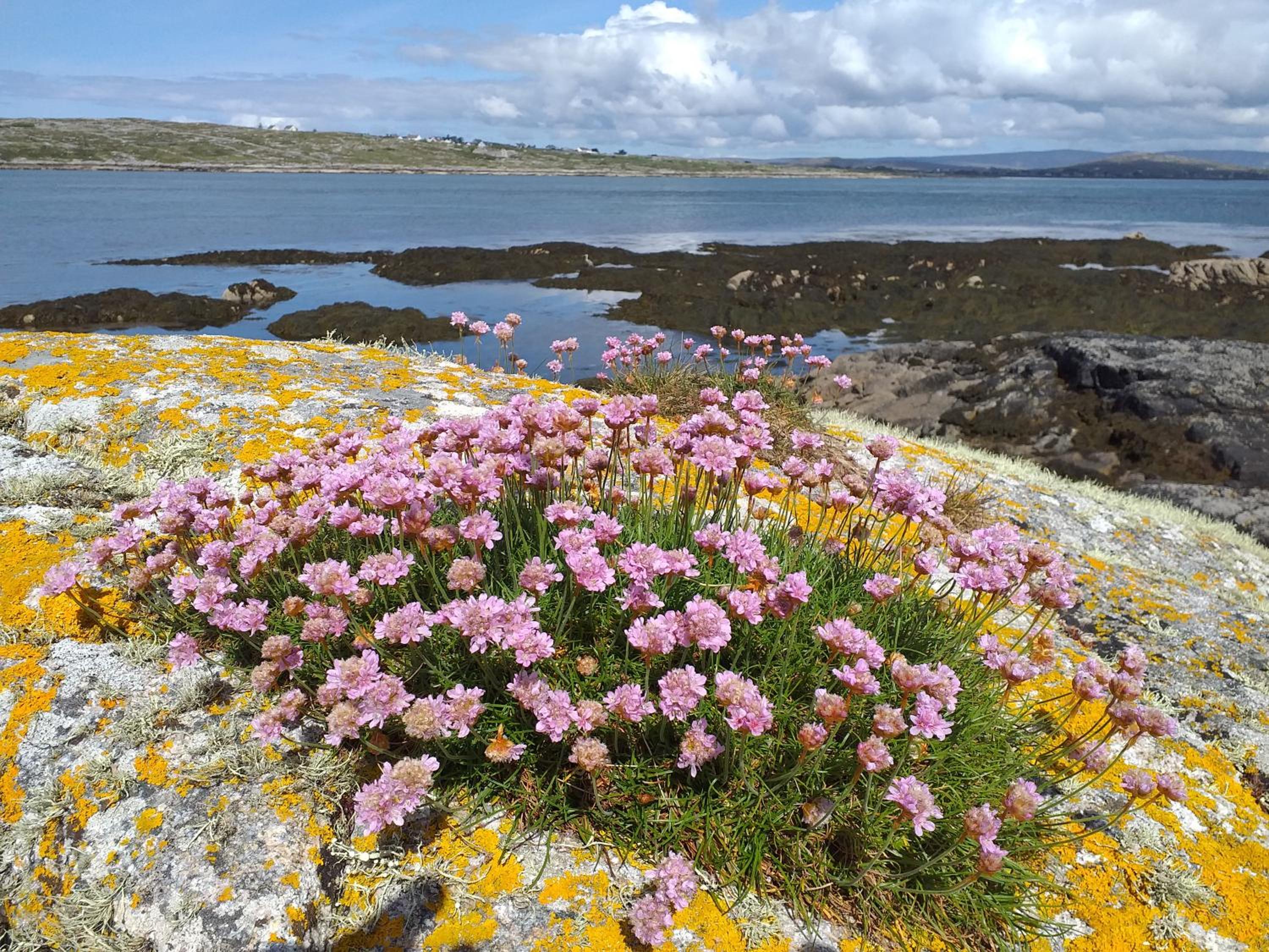 Connemara Lake View Apartment