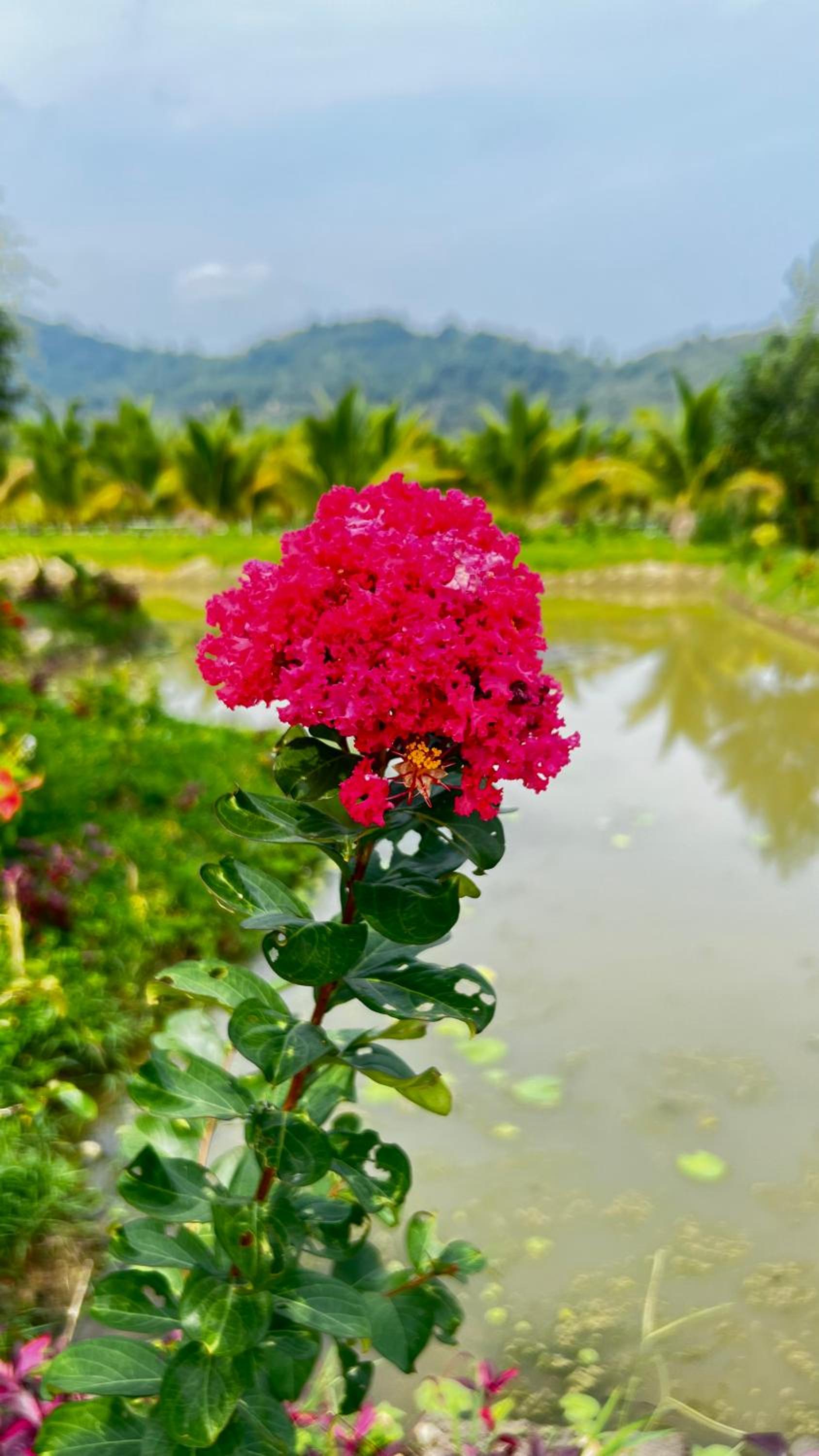 Dream Hill Homestay view 3