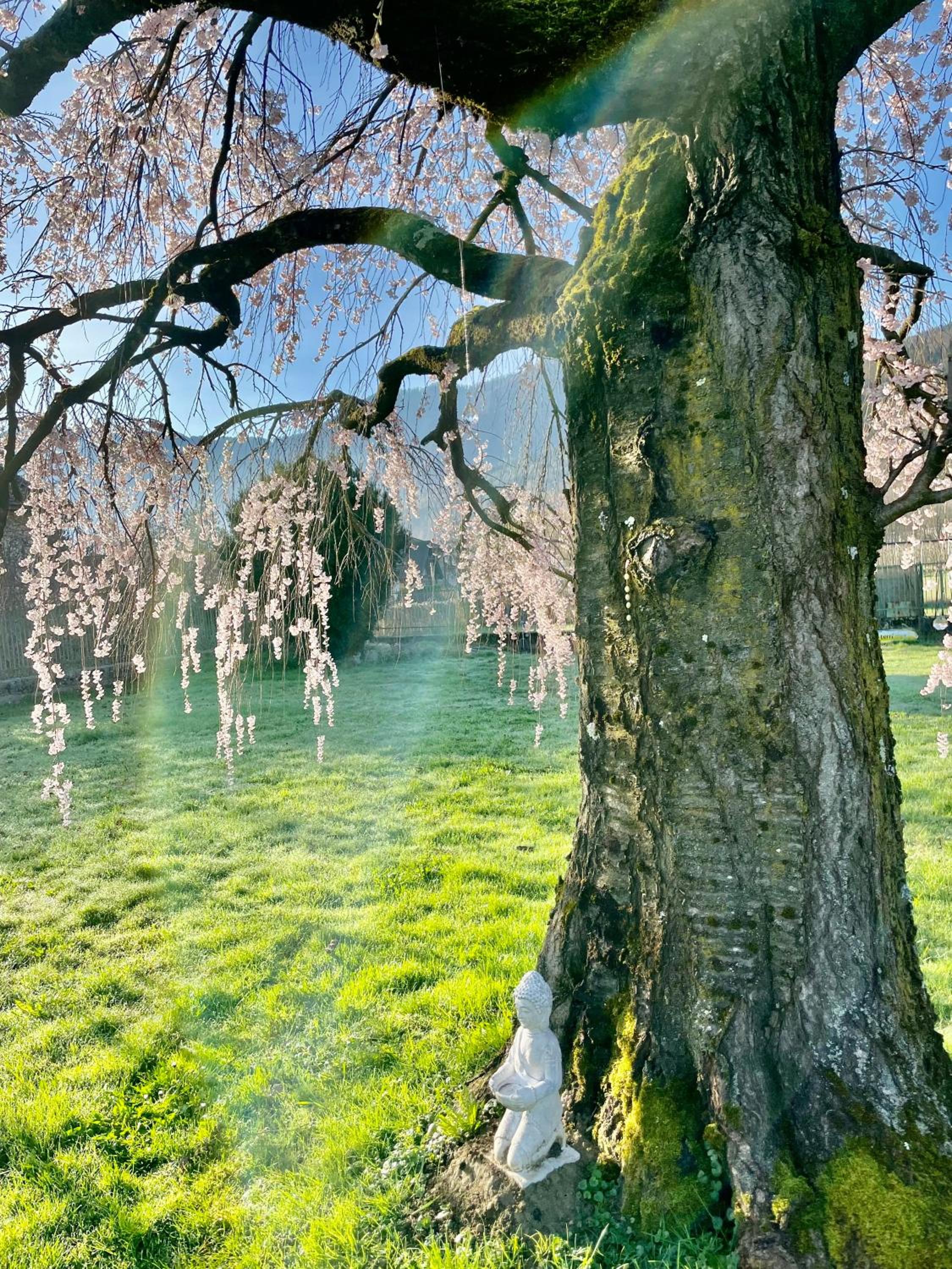 Paradiso sul lago view 3