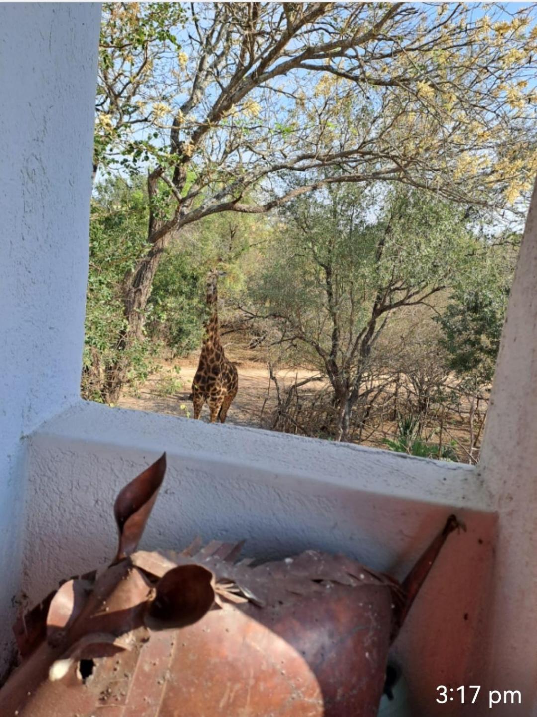 Giraffe Studio @ Kruger