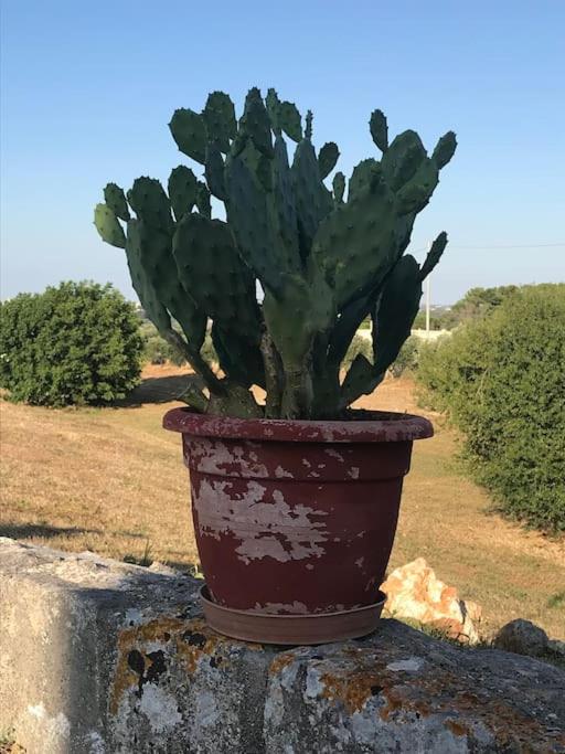 Authentic Trullo in the heart of Puglia