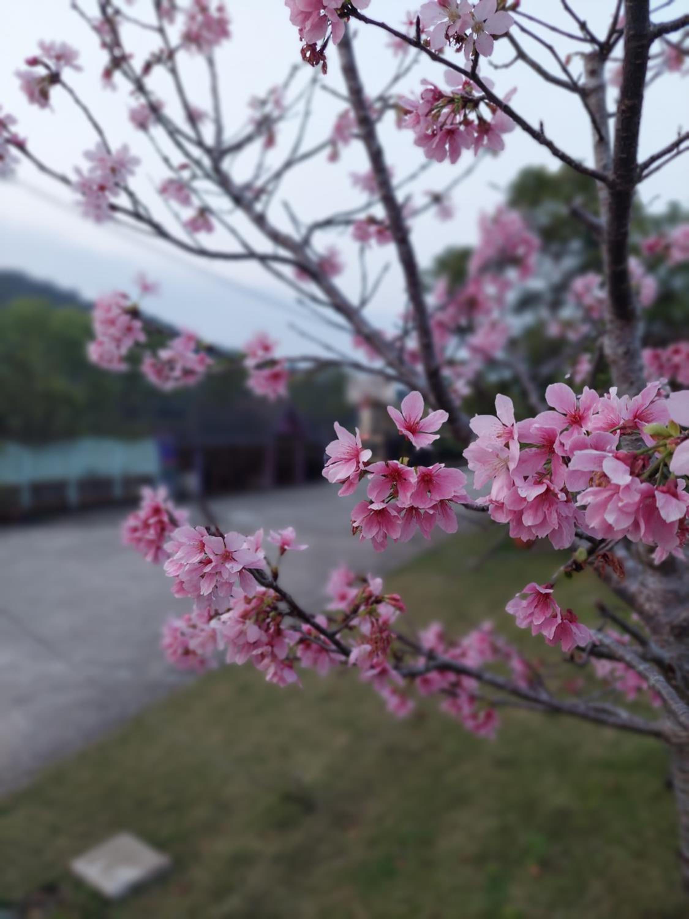 Fu Chuan Garden view 3