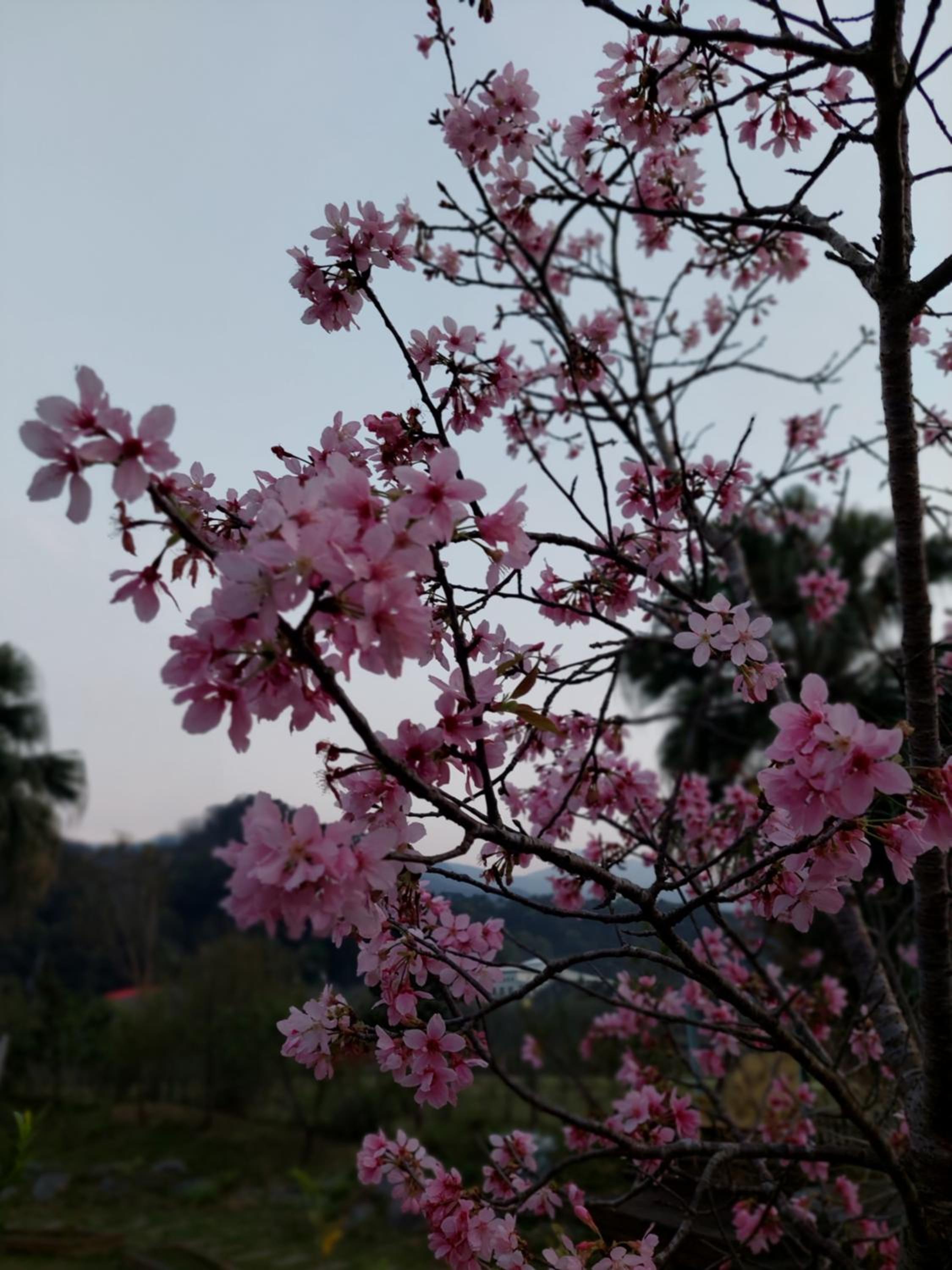 Fu Chuan Garden view 2