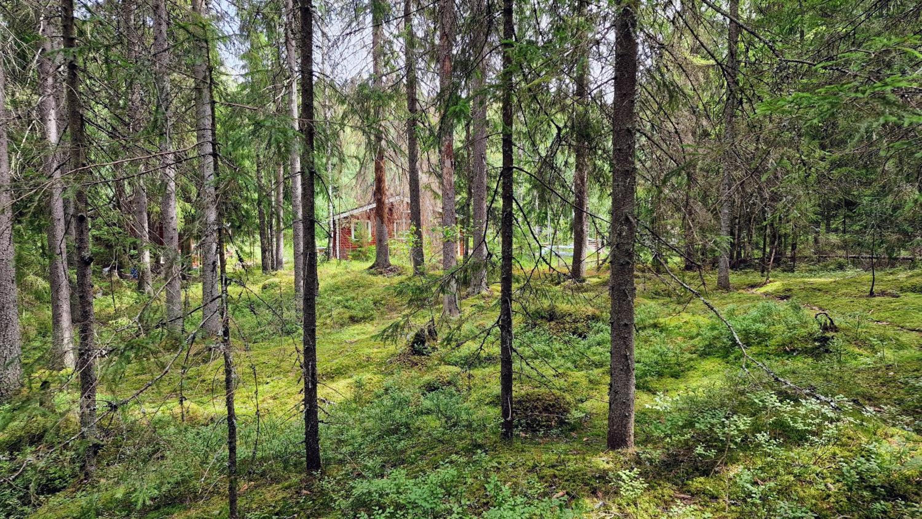 Hirsimökki kansallispuistossa