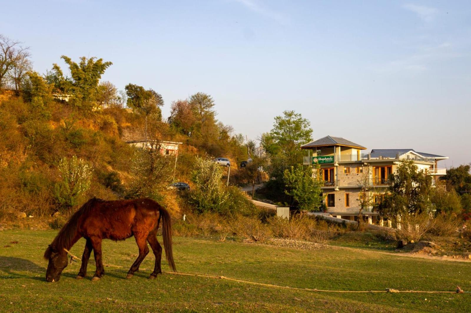 Shepherds Of Dharamshala view 3