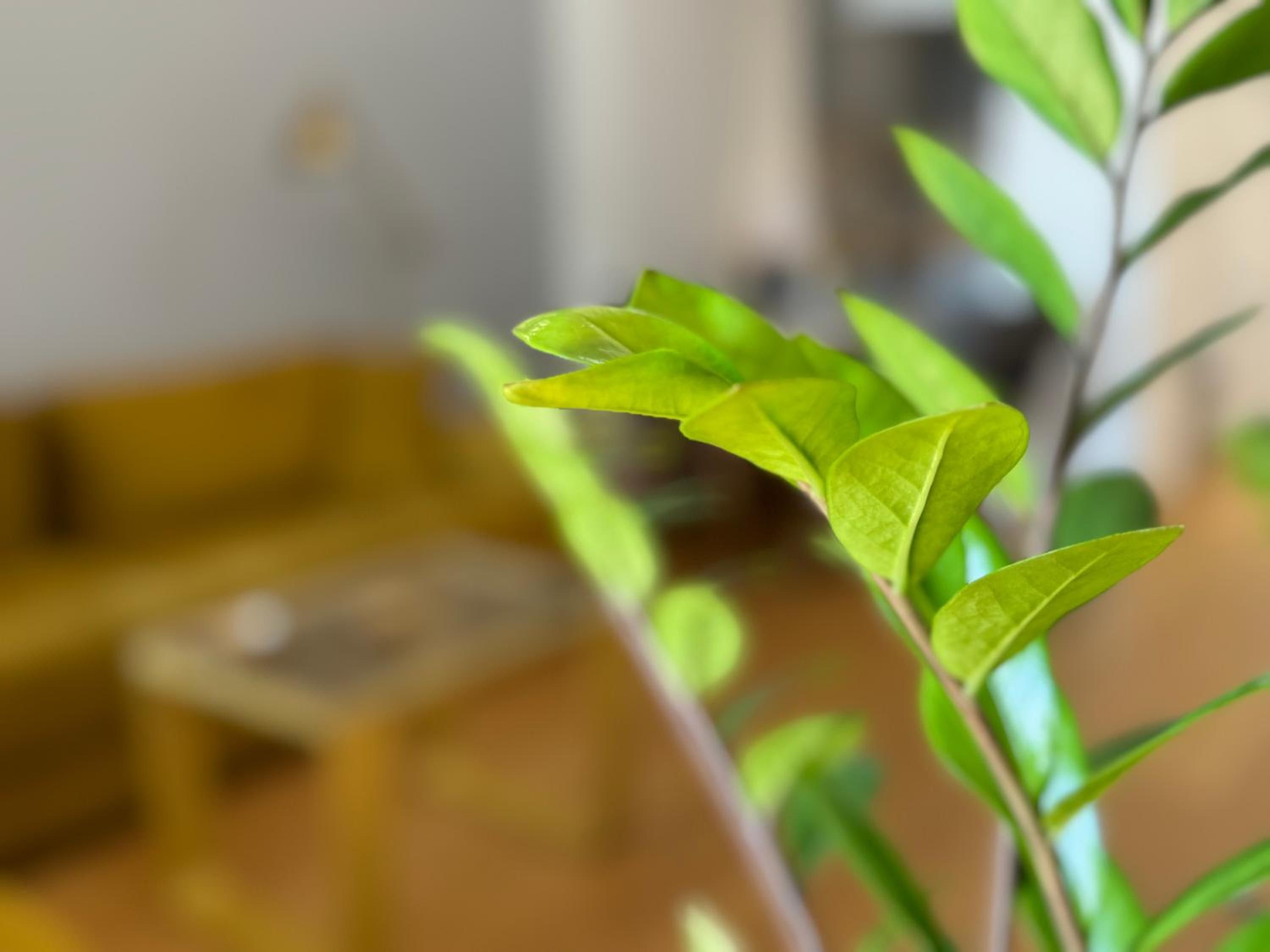 Sakura Park Luxury Apartments