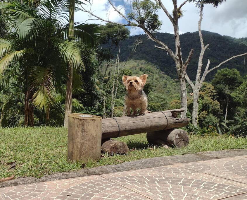 Contemplar a natureza, ouvir os pássaros, relaxar.