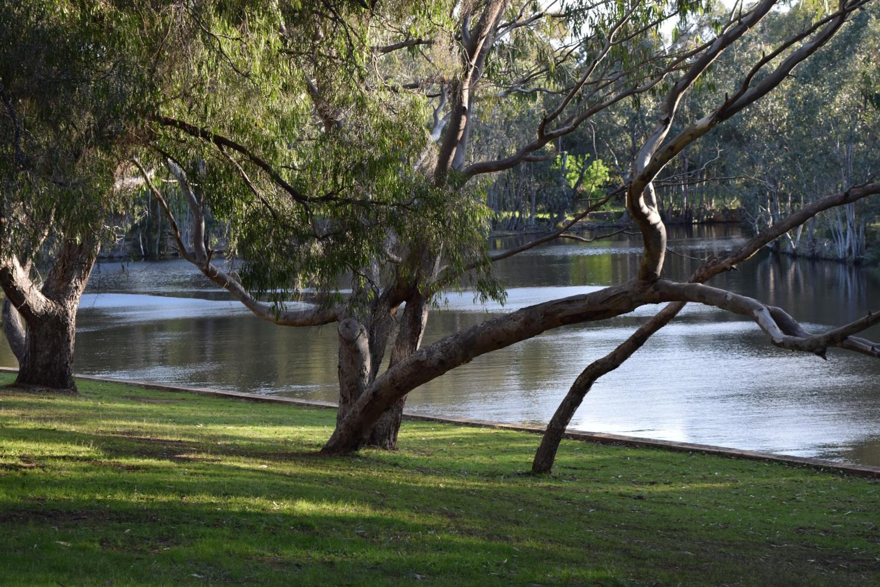 Bushy Lake Chalets