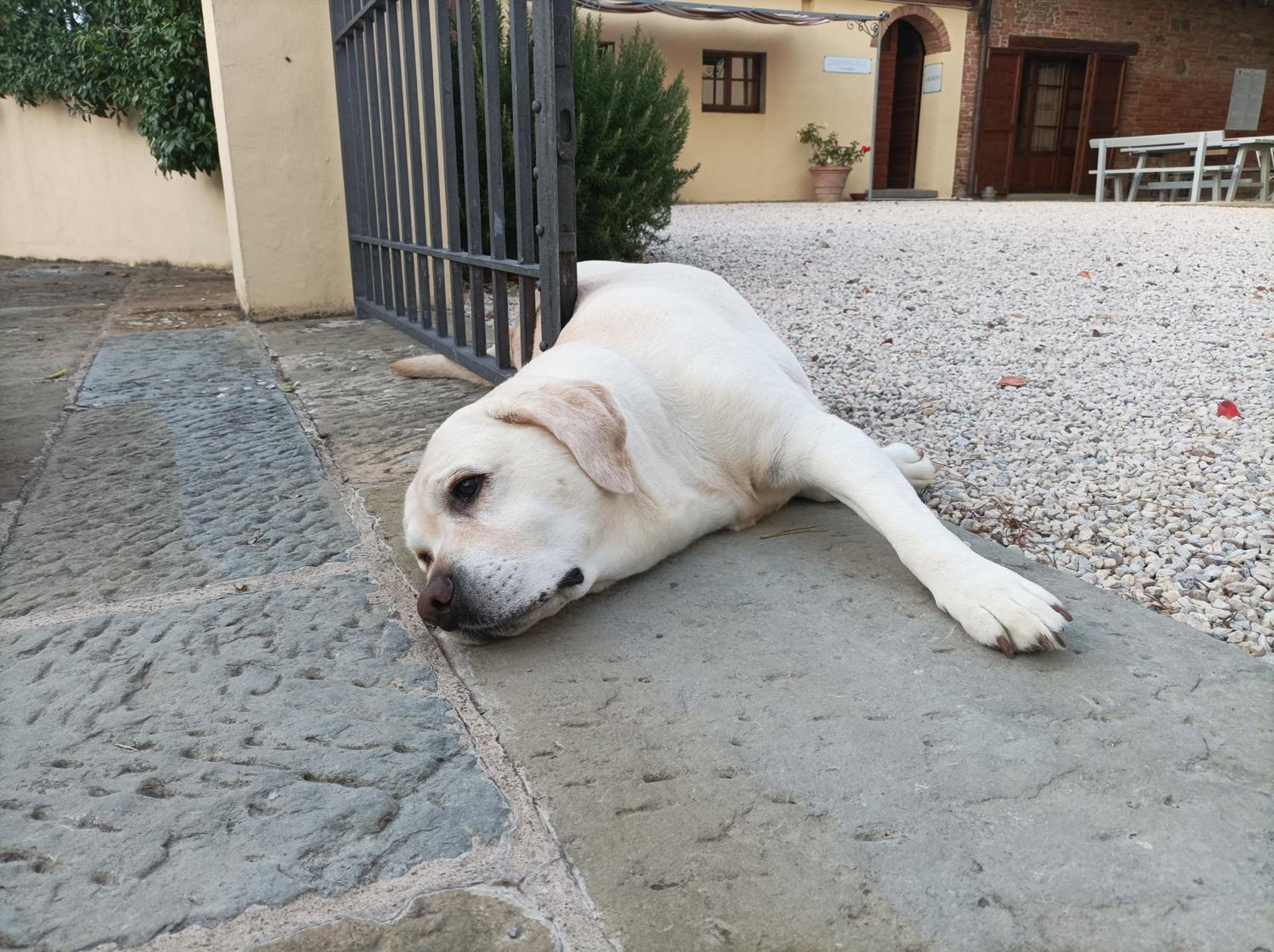 Podere Il Belvedere su Cortona
