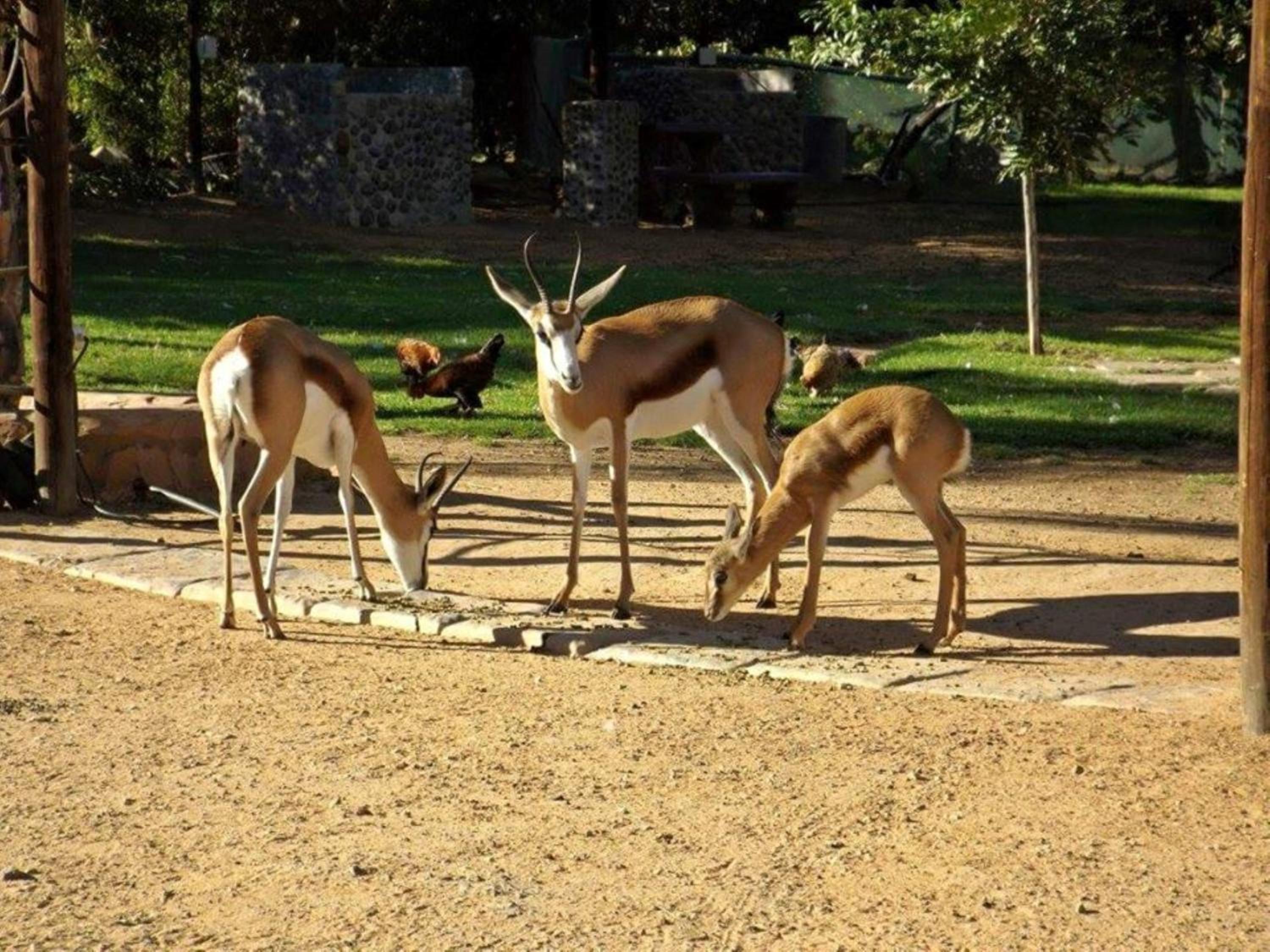 Oasis Country Lodge