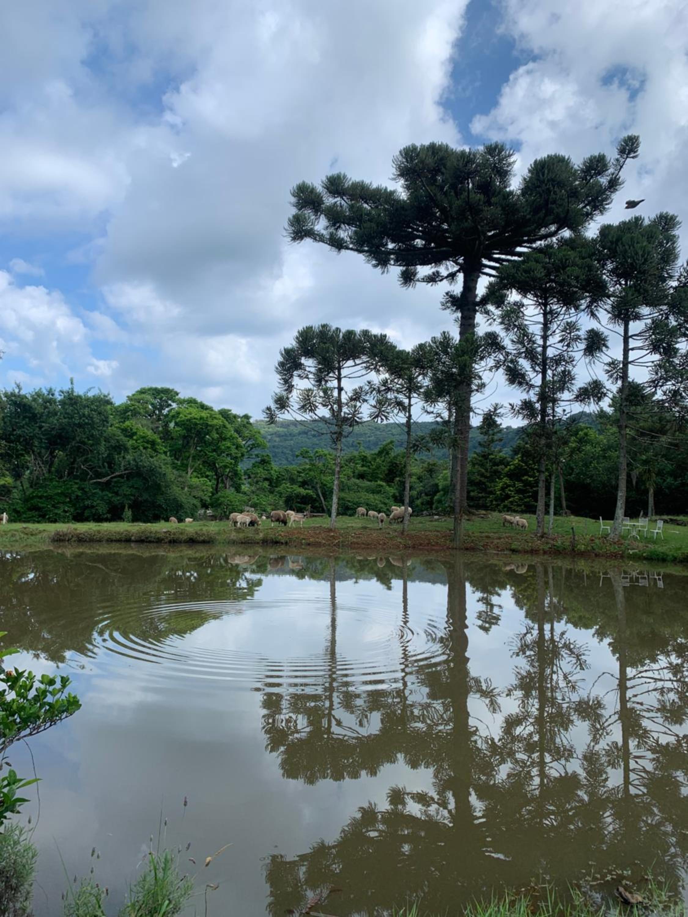 Casa na serra nova Petrópolis