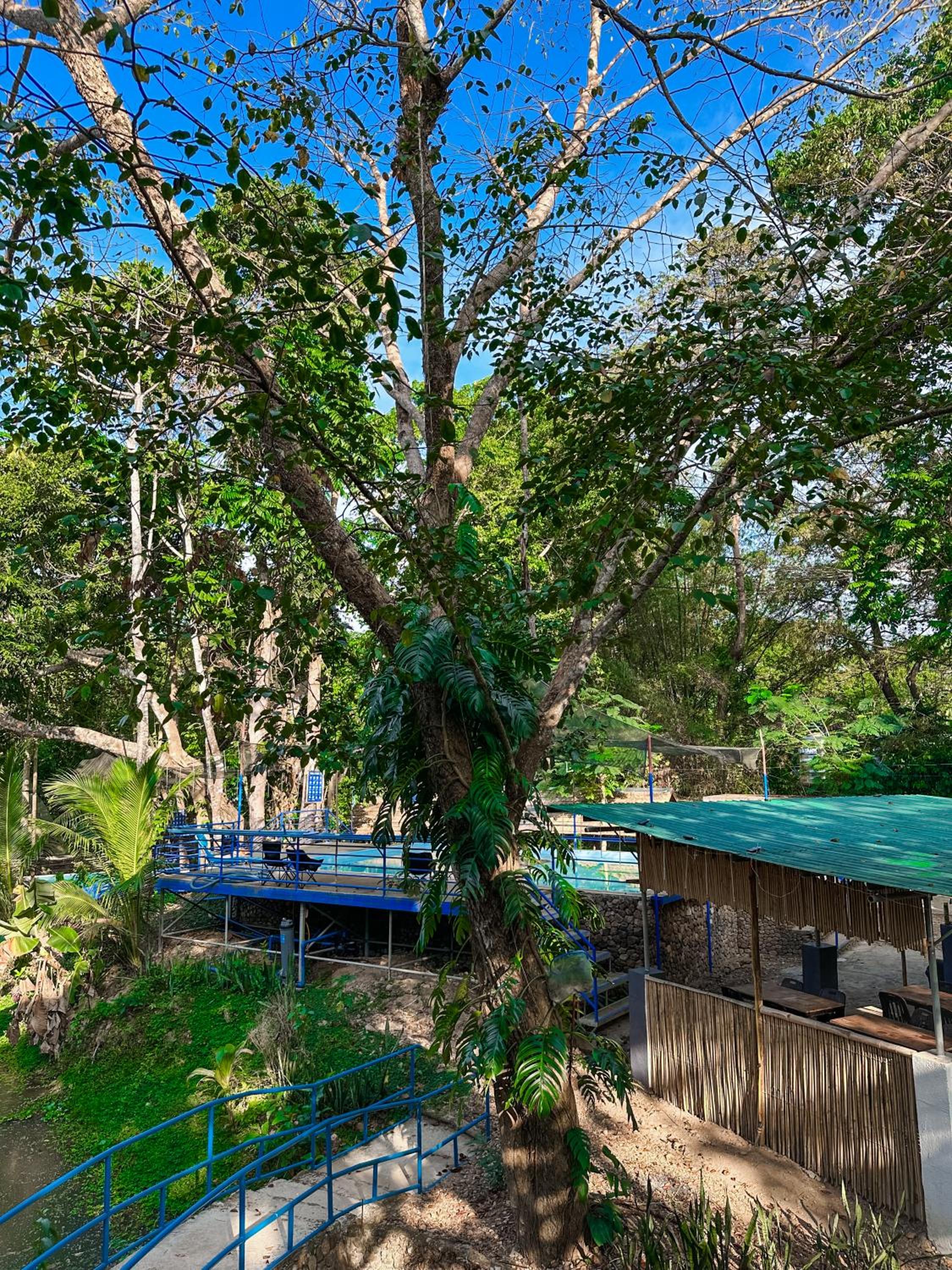EL BOSQUE RESORT CORON