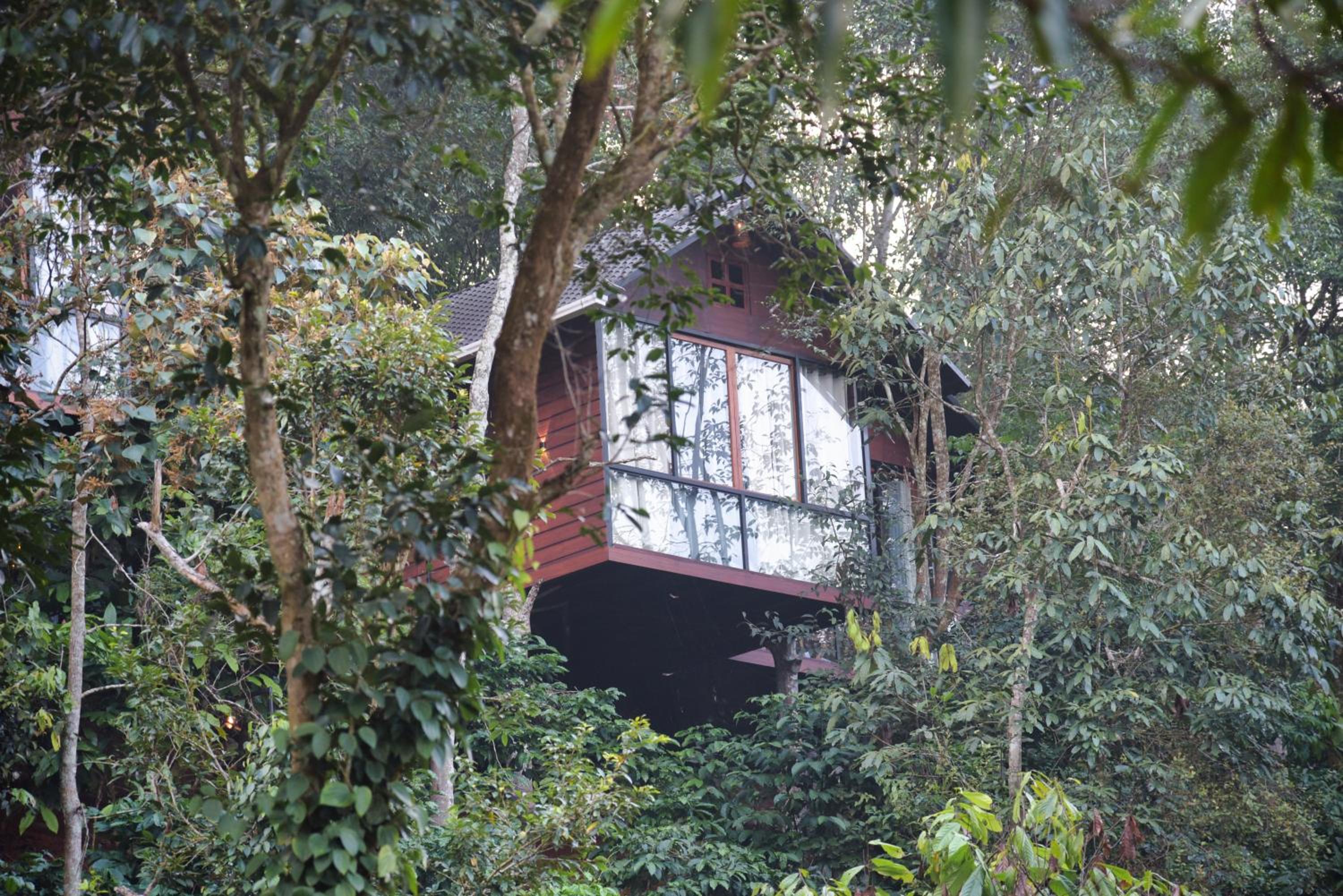 TREE6 WAYANAD