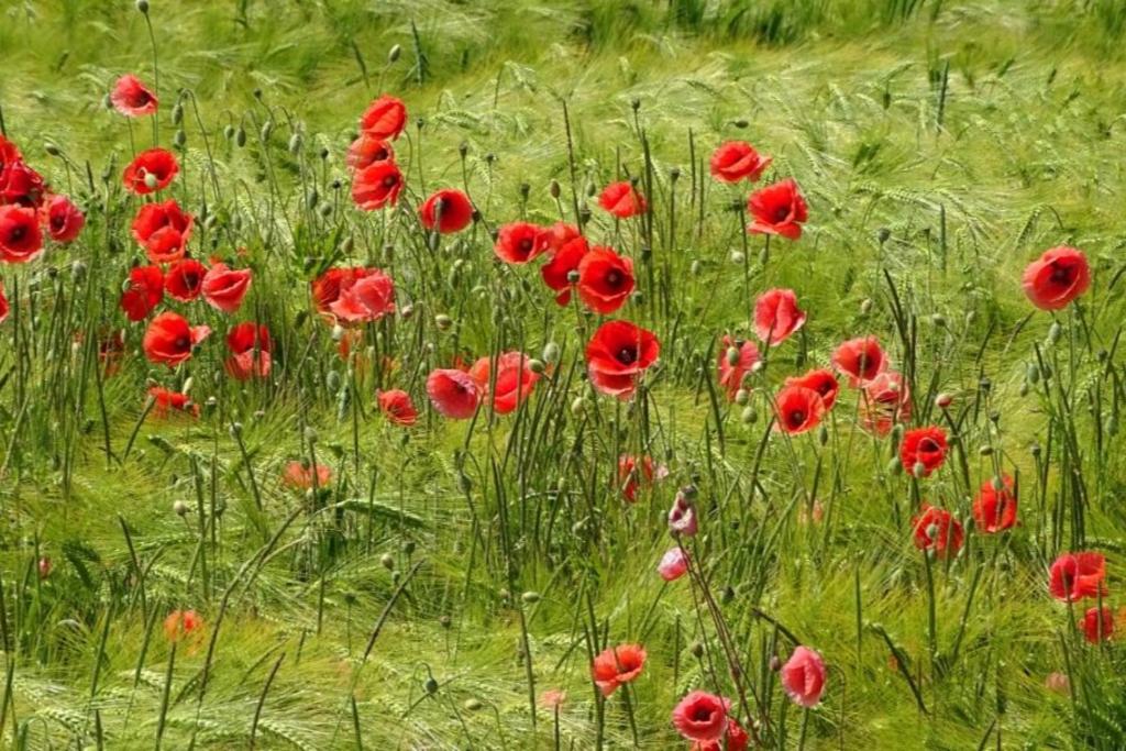 NEU! Ferienwohnung Arkona auf Rügen