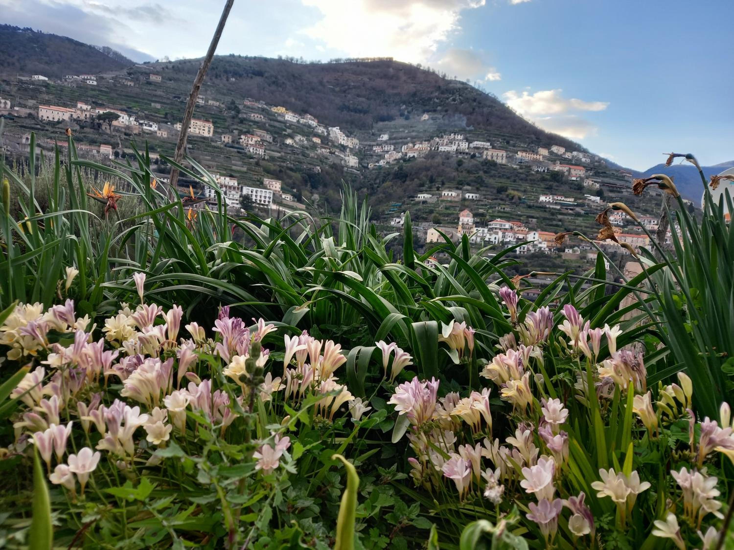 La Margherita Fiorita