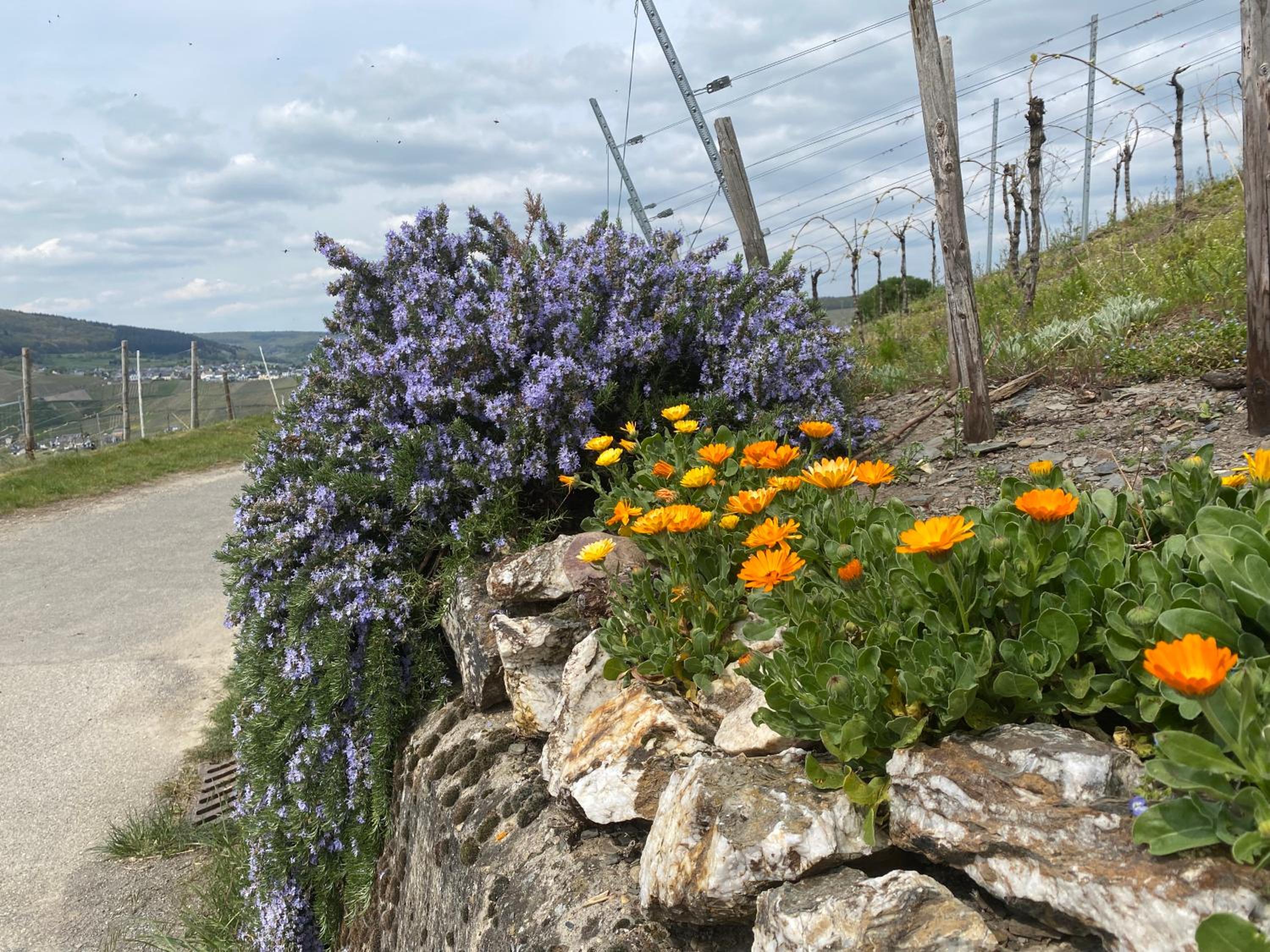 FeWo Sonnenlay - Apartments an der Mosel