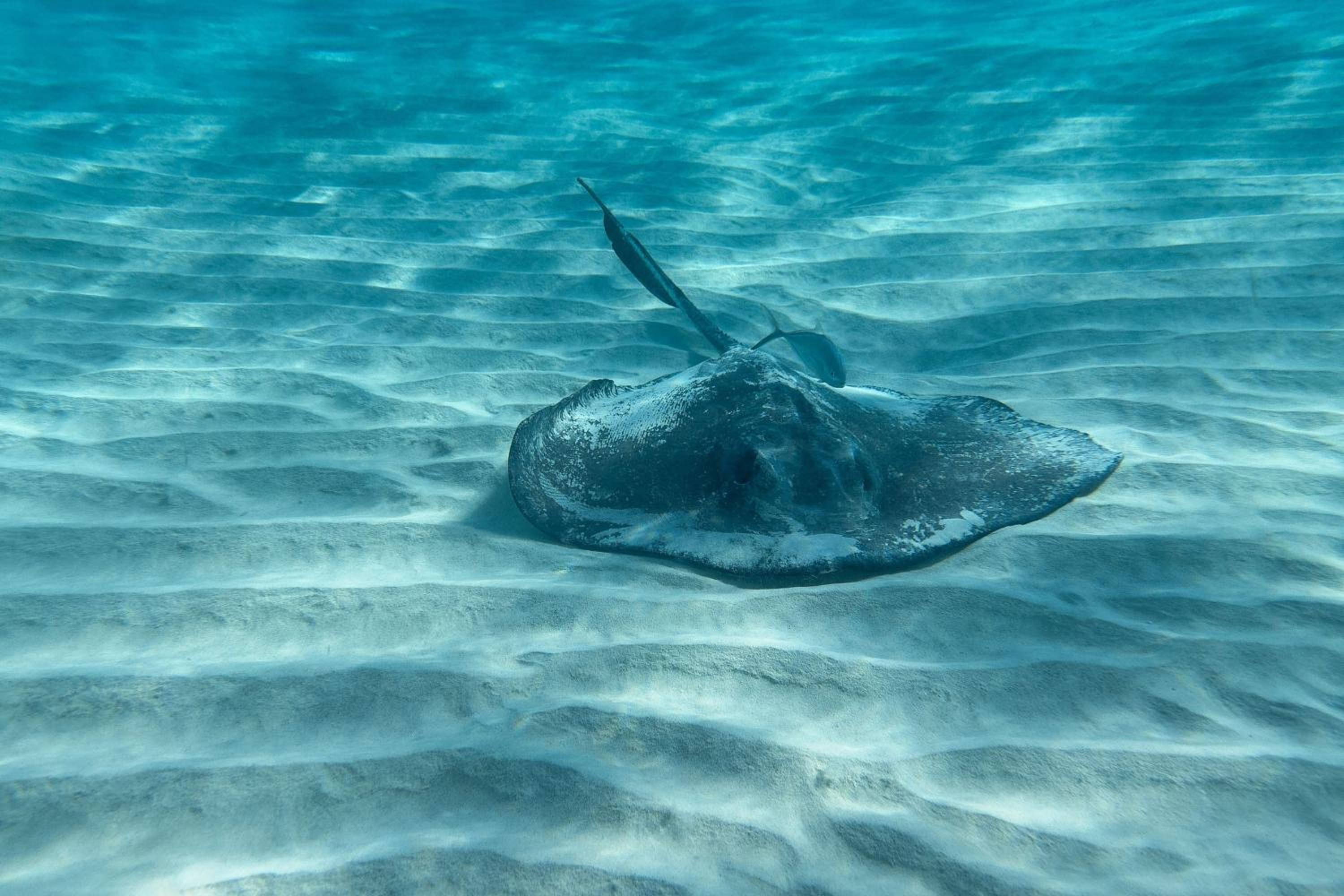 The Ritz-Carlton, Grand Cayman - Photo 98