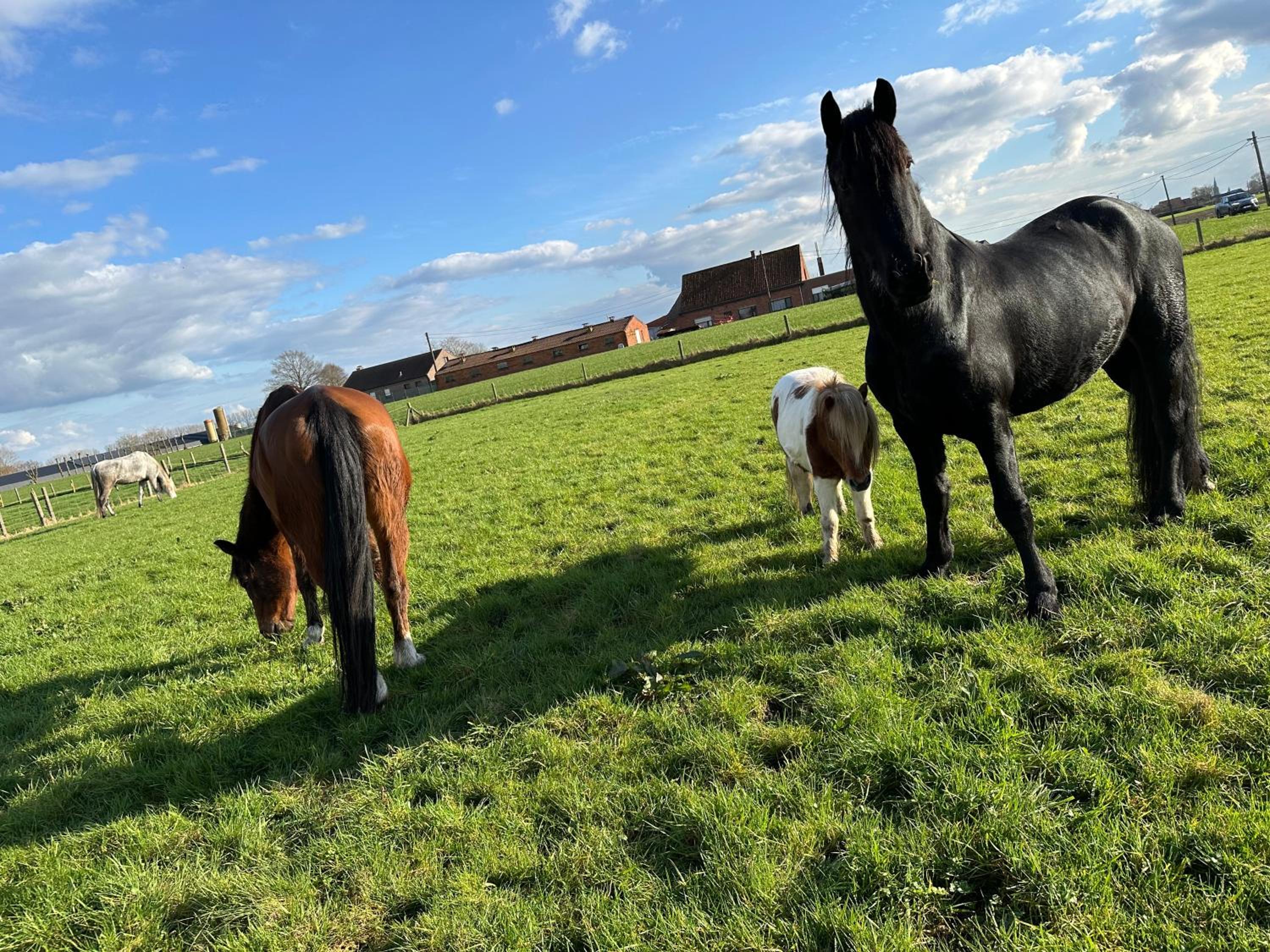 De Viervoeters Hoeve
