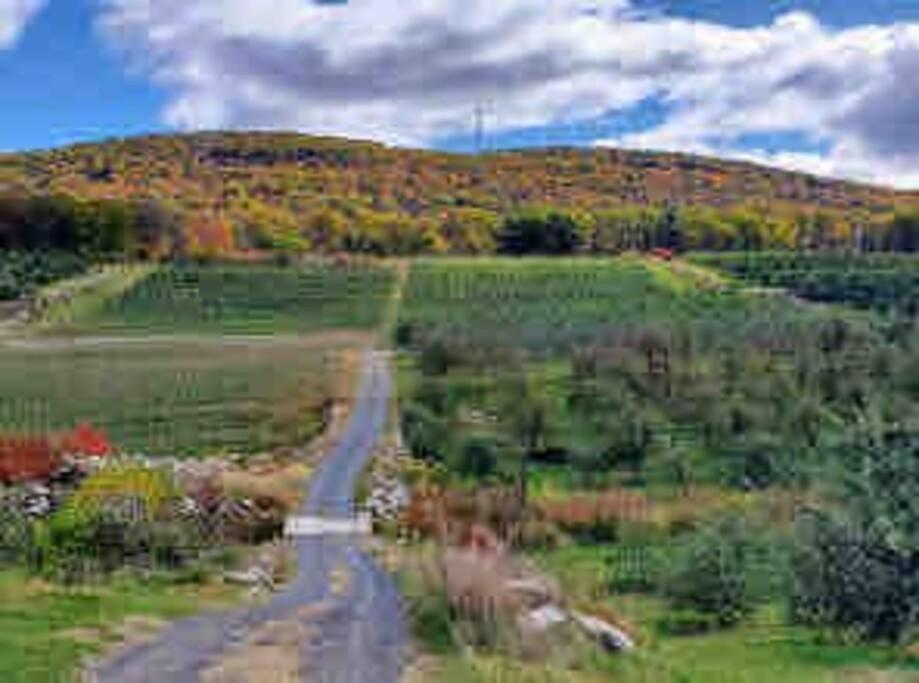 Photo 45