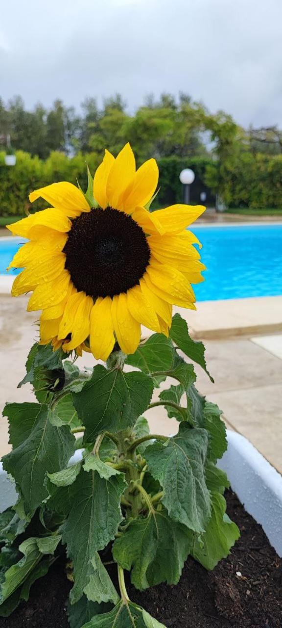 B&B Villa Antonella view 2