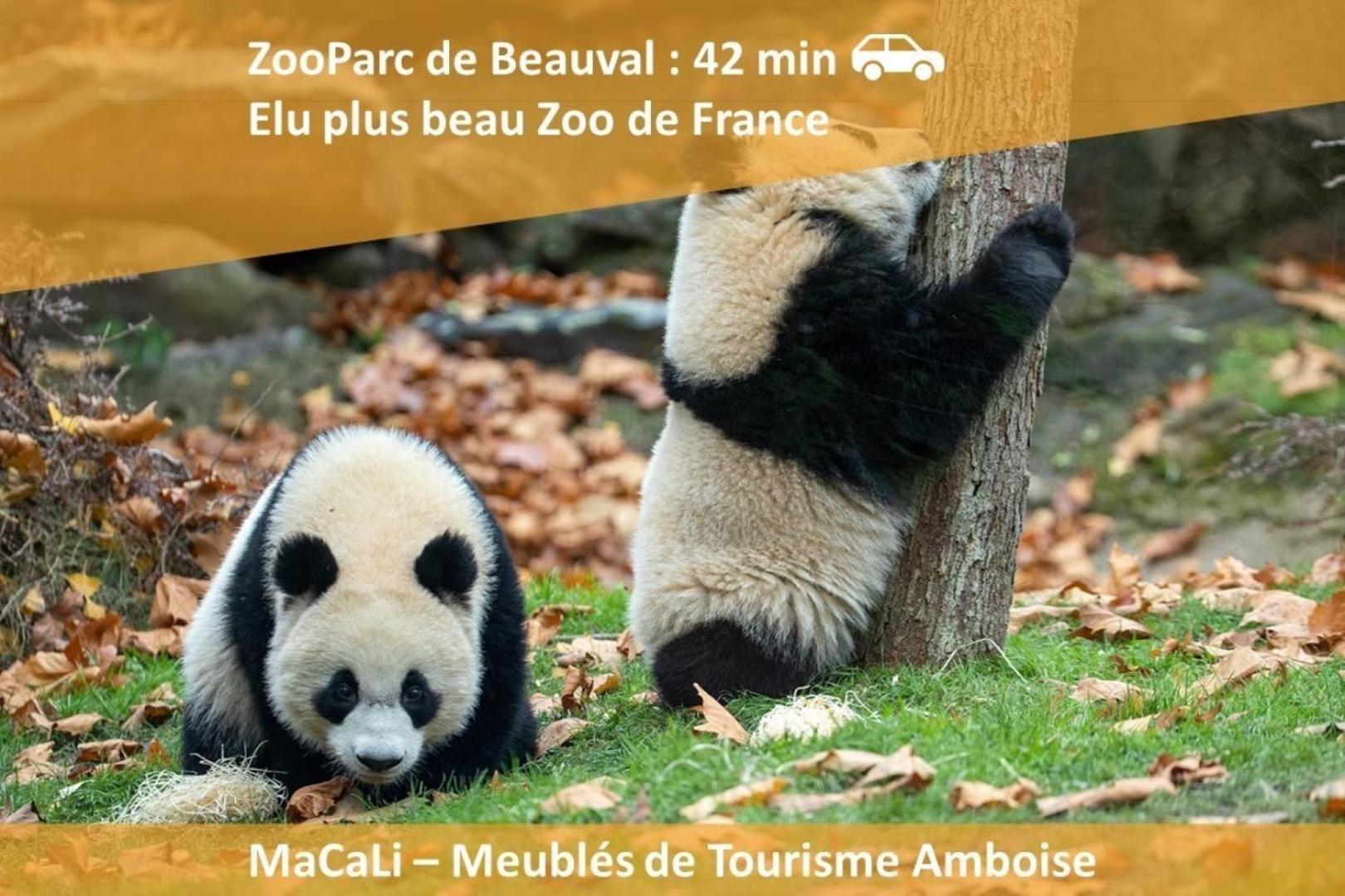 La Maison de l'Eléphant perché