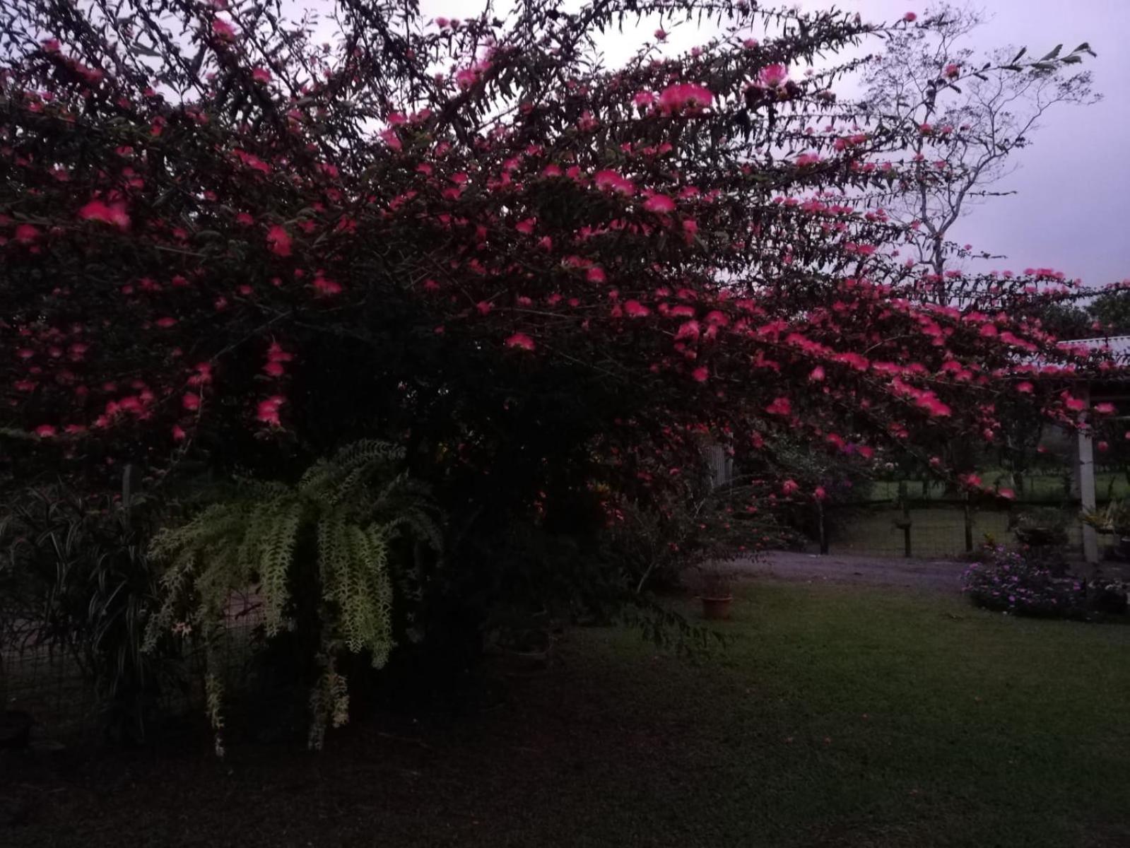 Paraíso Verde