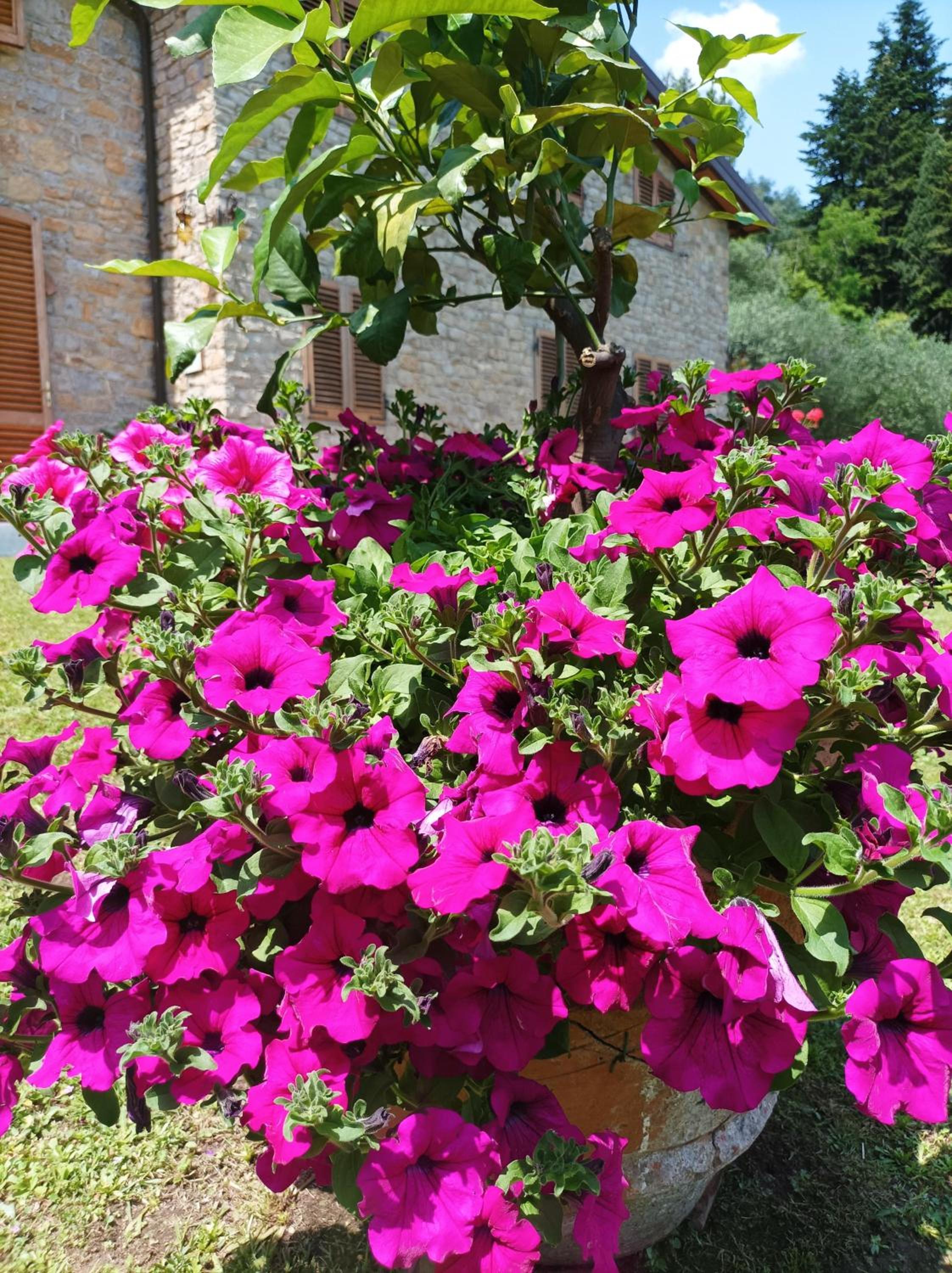 Villa Camelia Tuscany