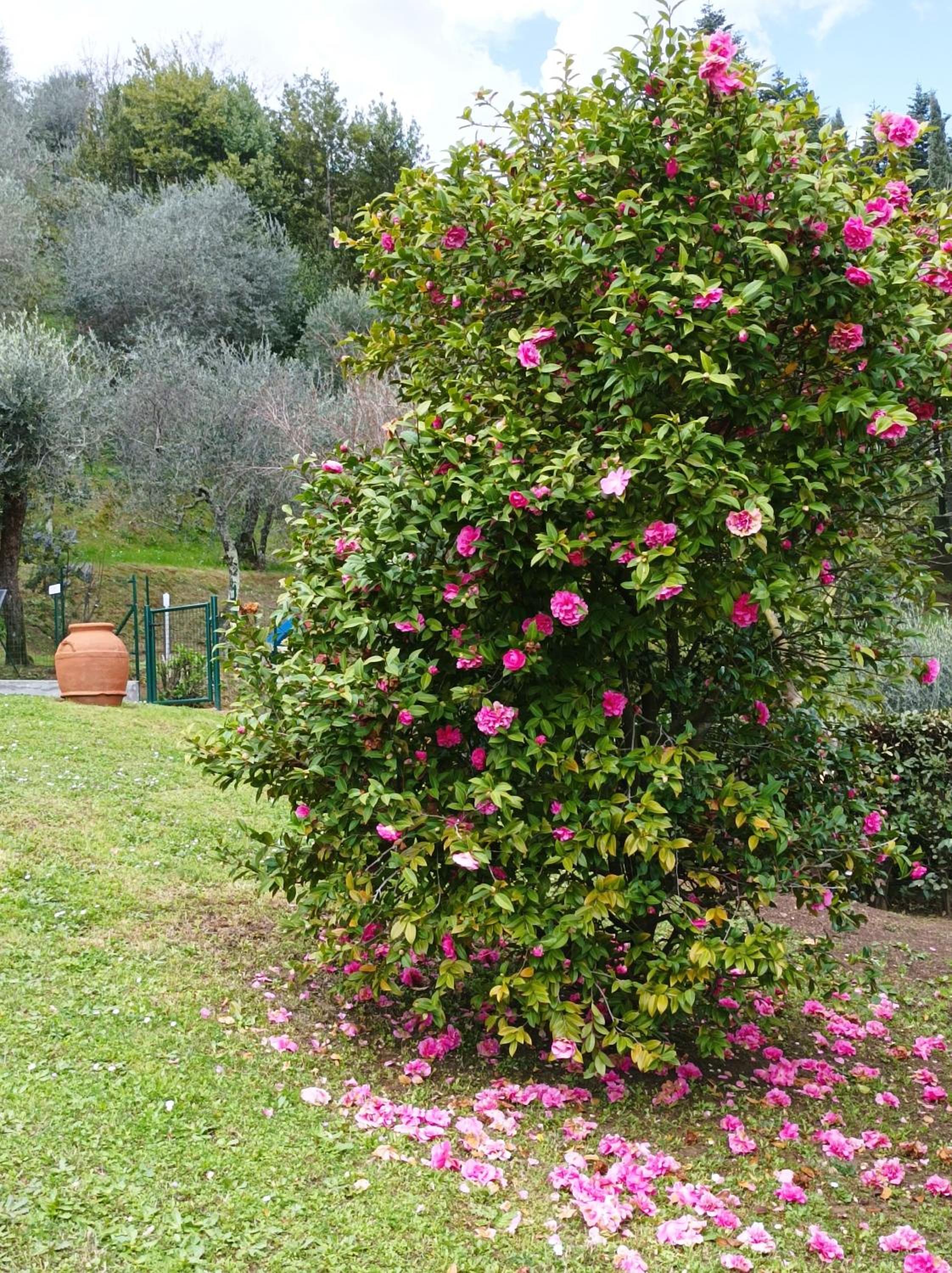 Villa Camelia Tuscany