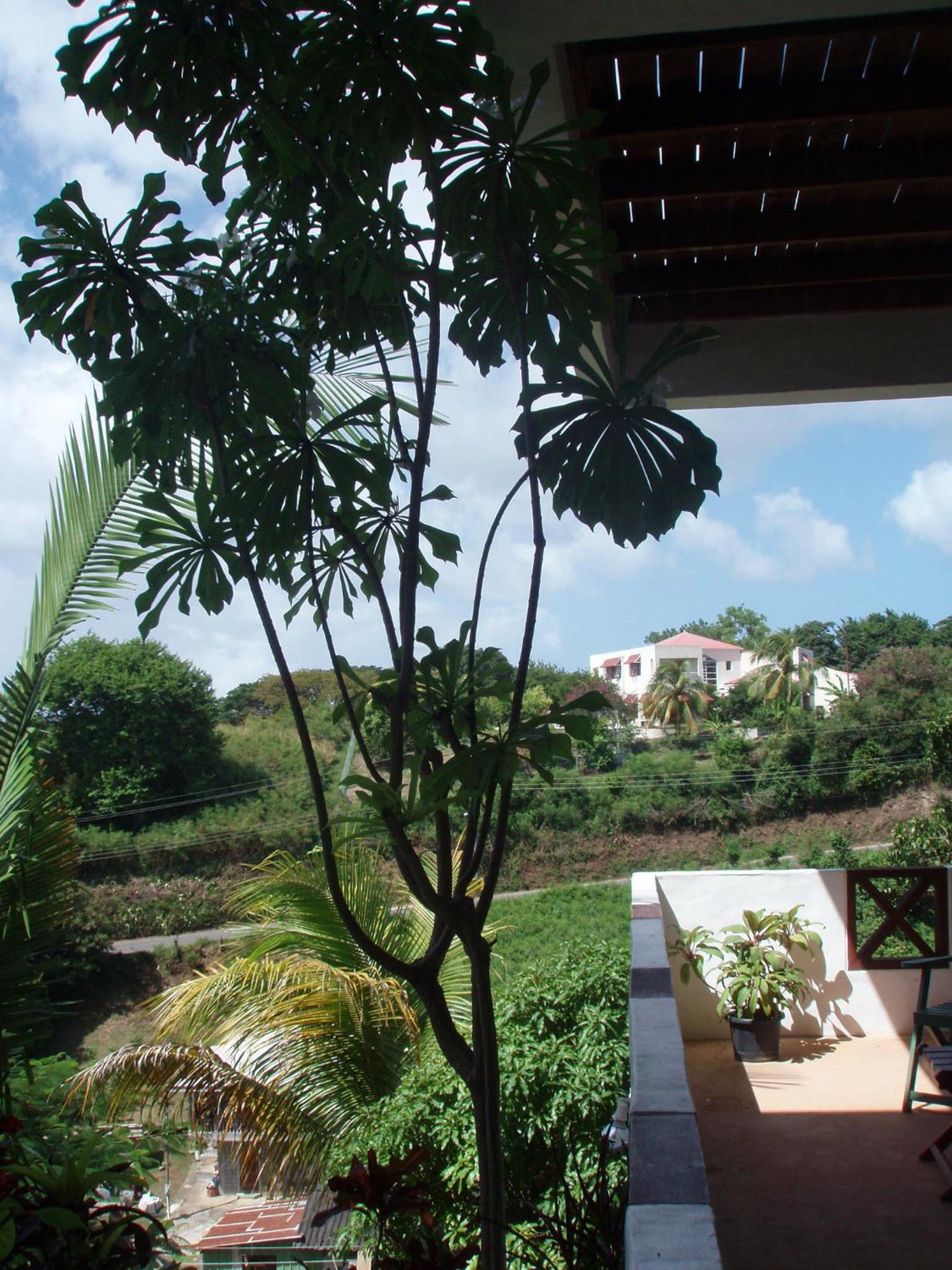 The Nest Tobago Apartments