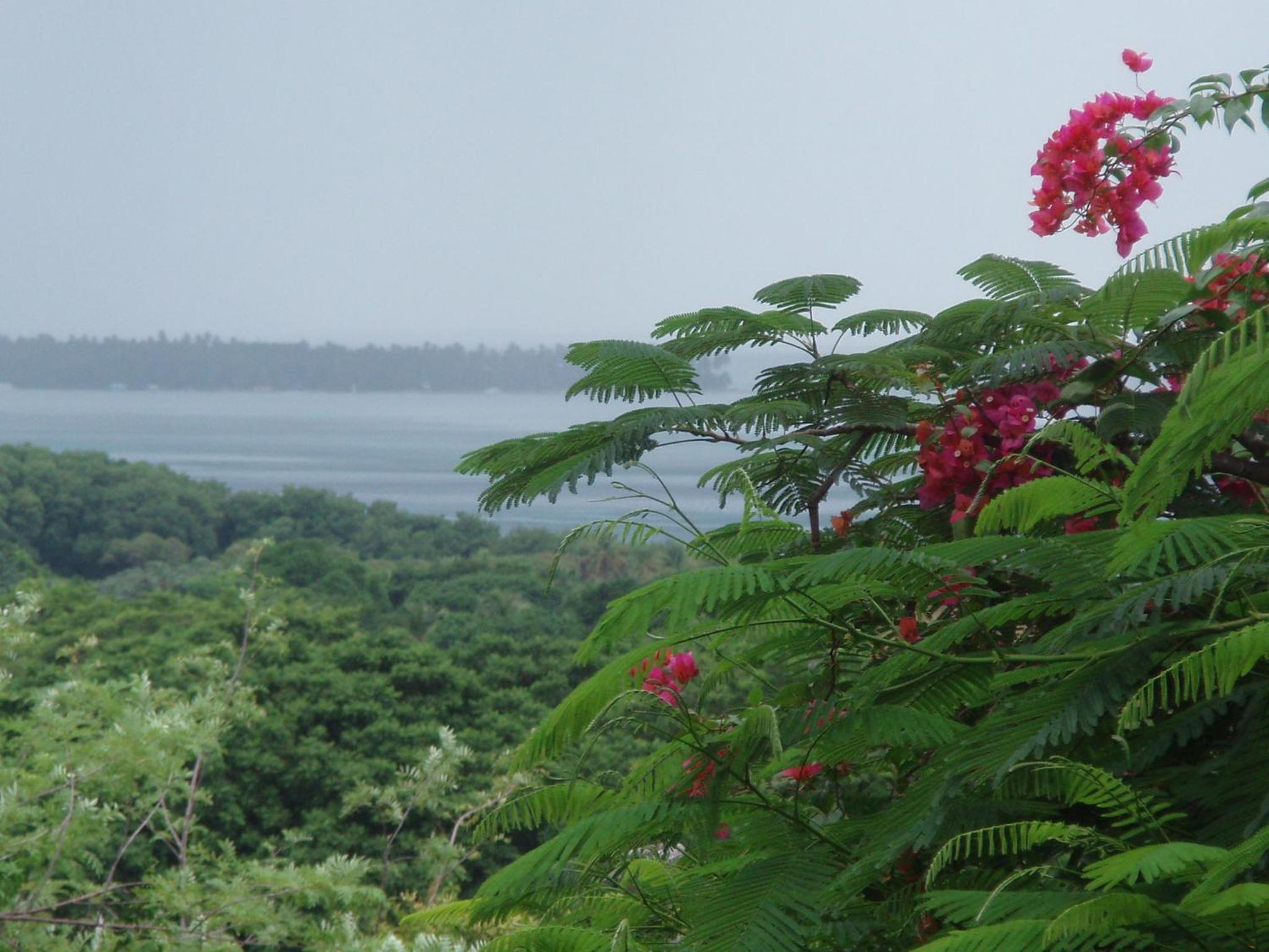 The Nest Tobago Apartments