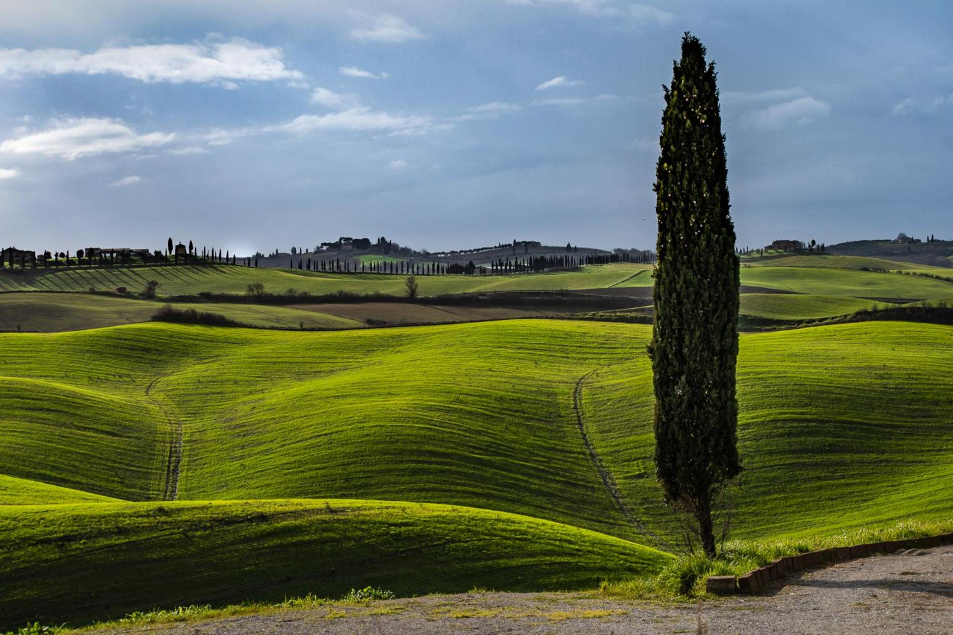 Il Cipresso del Fossaccio