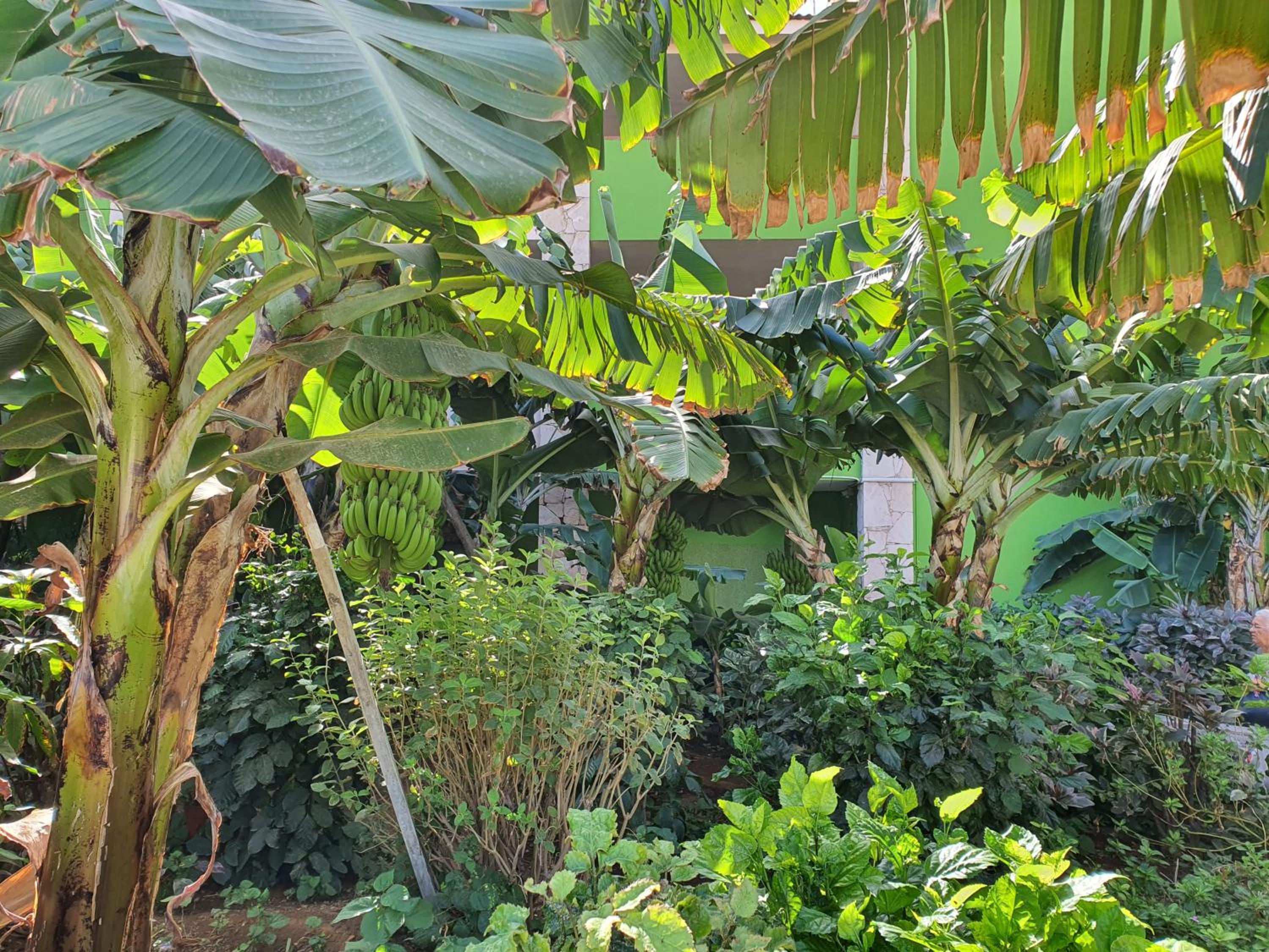 Casa Verde